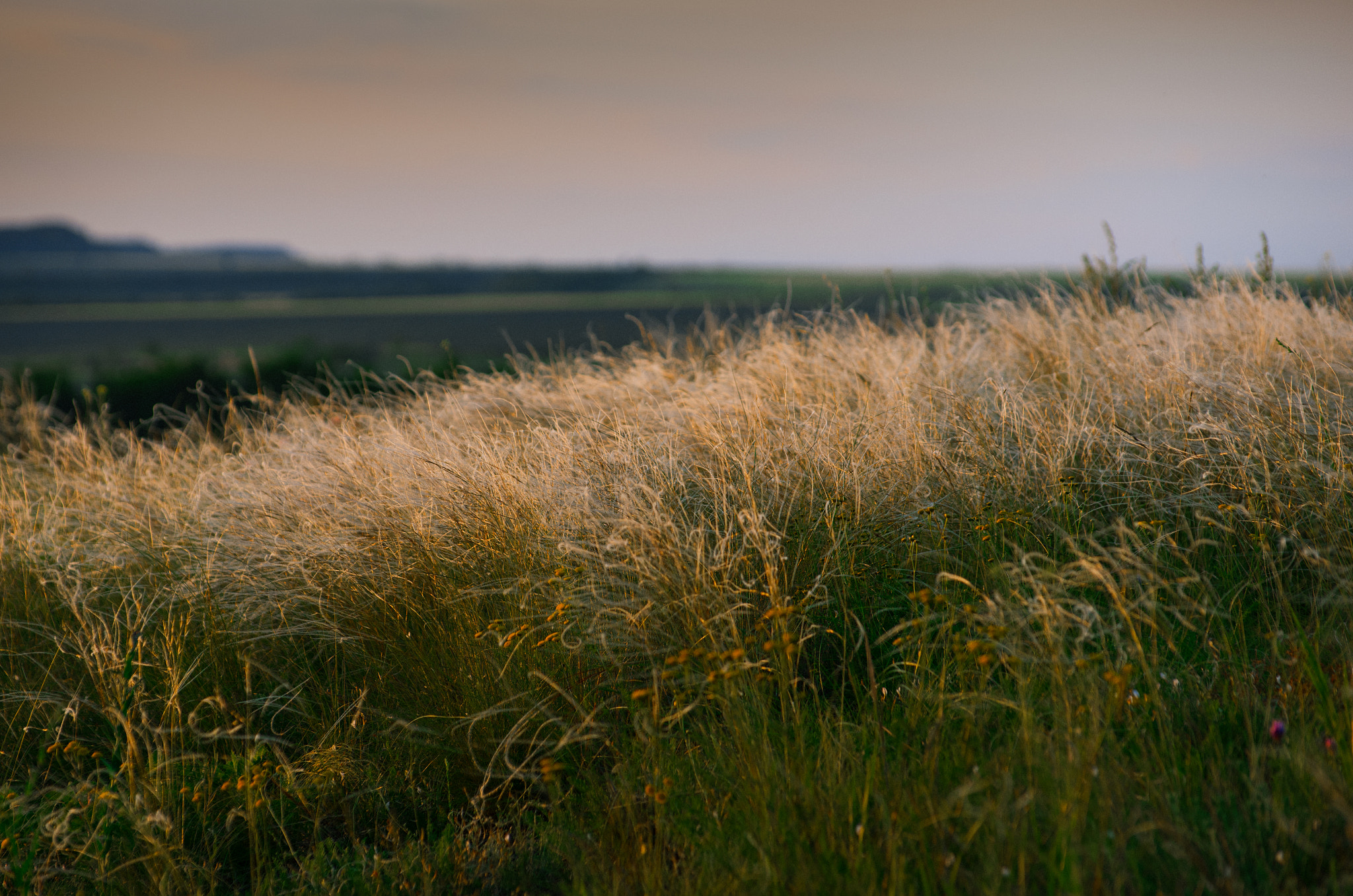 Pentax K-5 IIs sample photo. Ковы́ль/stipa﻿ photography