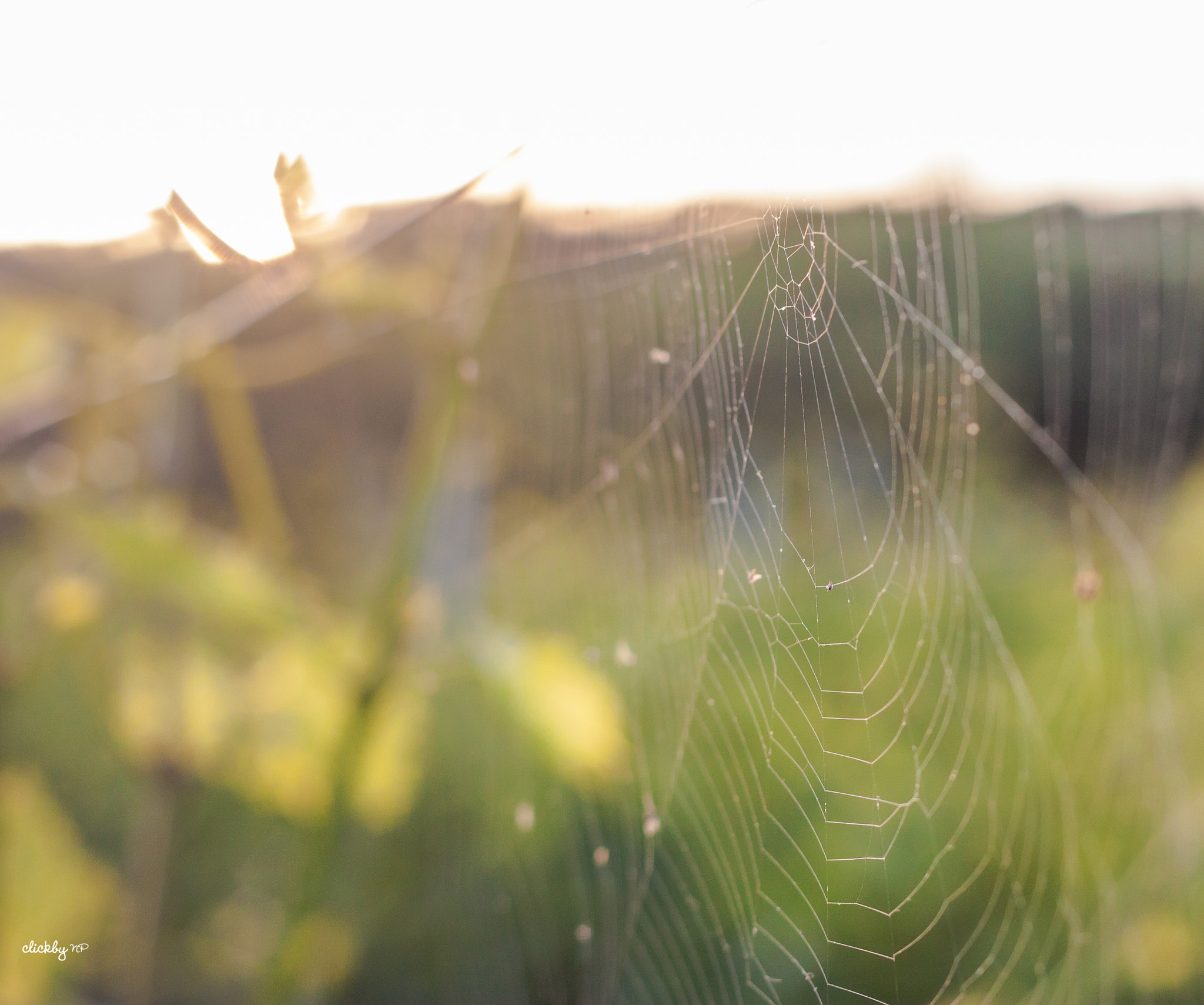 Canon EOS 450D (EOS Rebel XSi / EOS Kiss X2) + Canon EF 50mm F1.8 II sample photo. Spiderweb in the wineyard photography