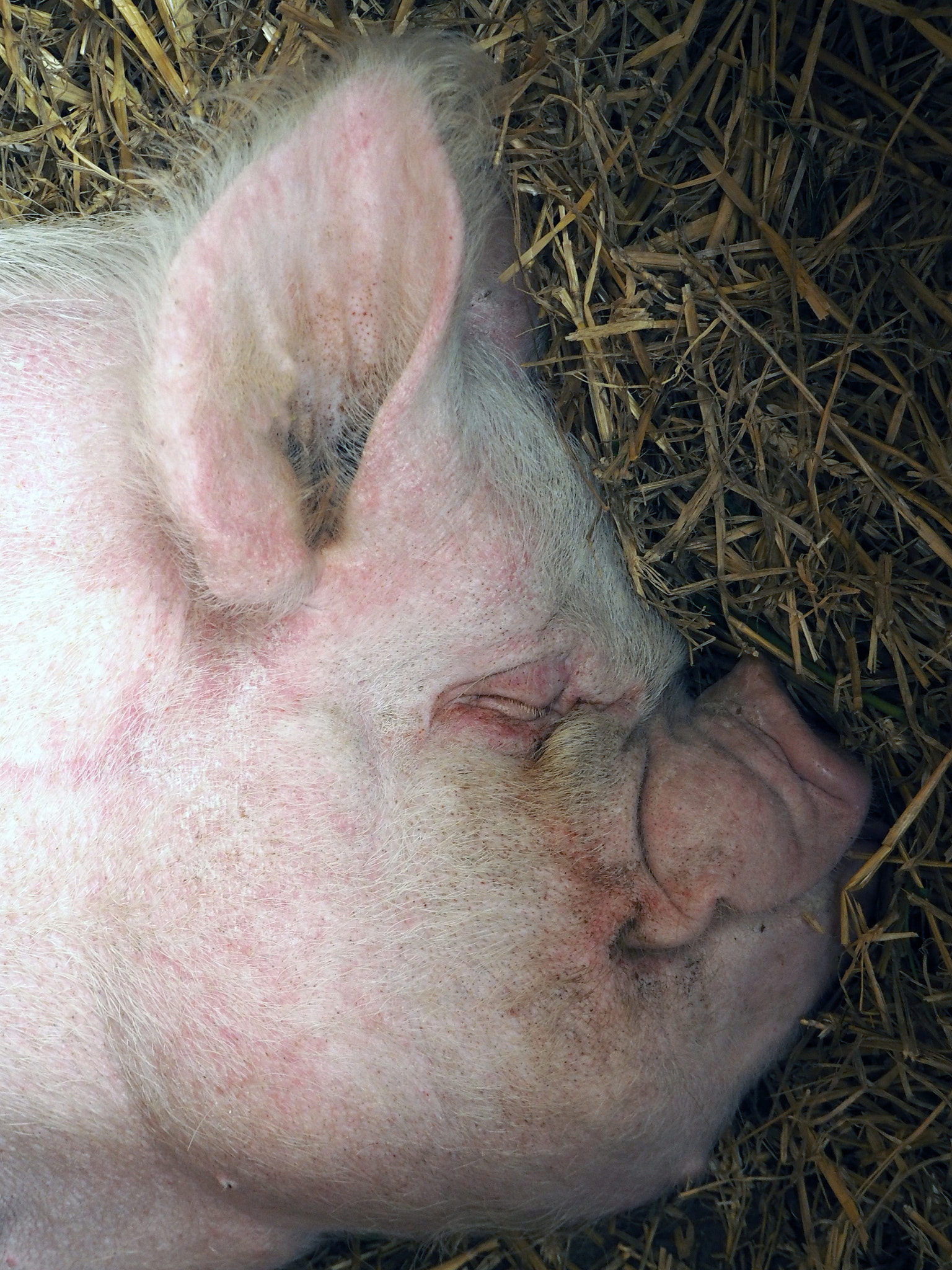Olympus M.Zuiko Digital ED 14-42mm F3.5-5.6 EZ sample photo. Sleepy pig photography