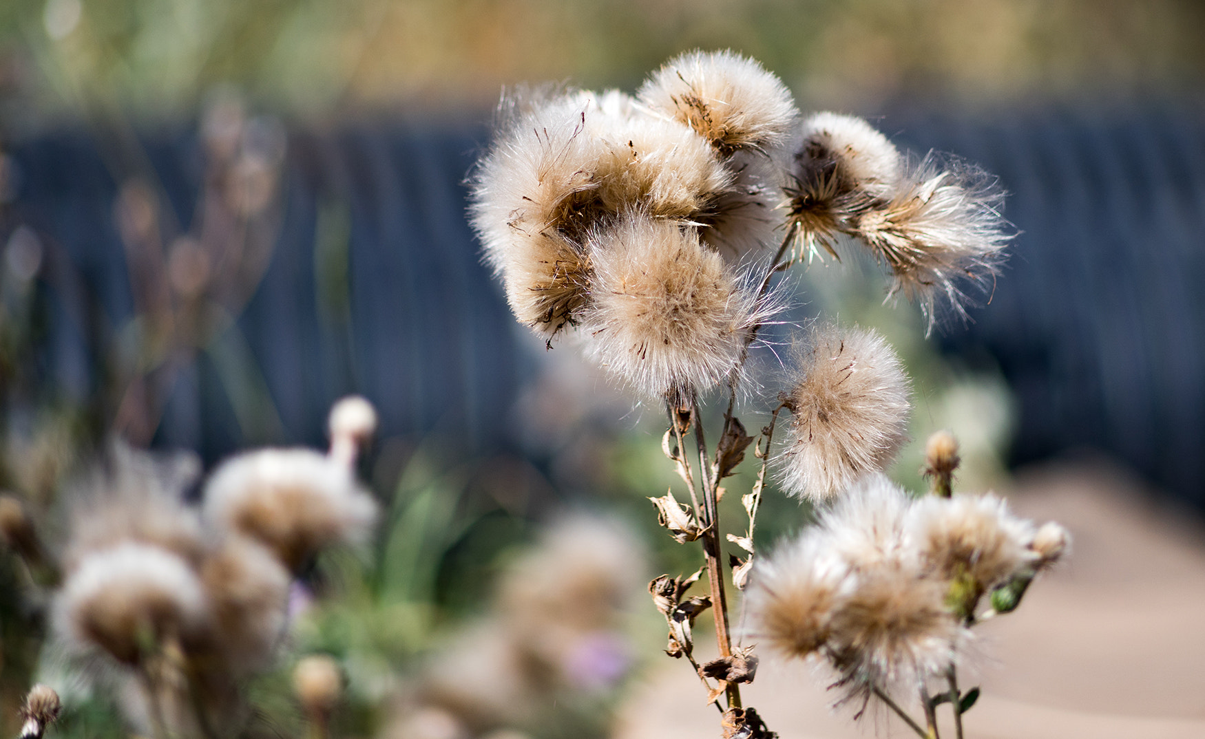 Sigma 75-200mm F2.8-3.5 sample photo. Nature photography