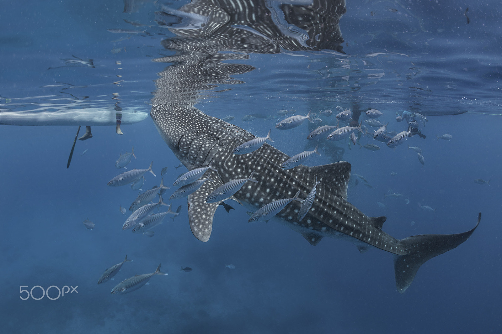 Nikon D800 + Sigma 15mm F2.8 EX DG Diagonal Fisheye sample photo. Oslob whale shark photography