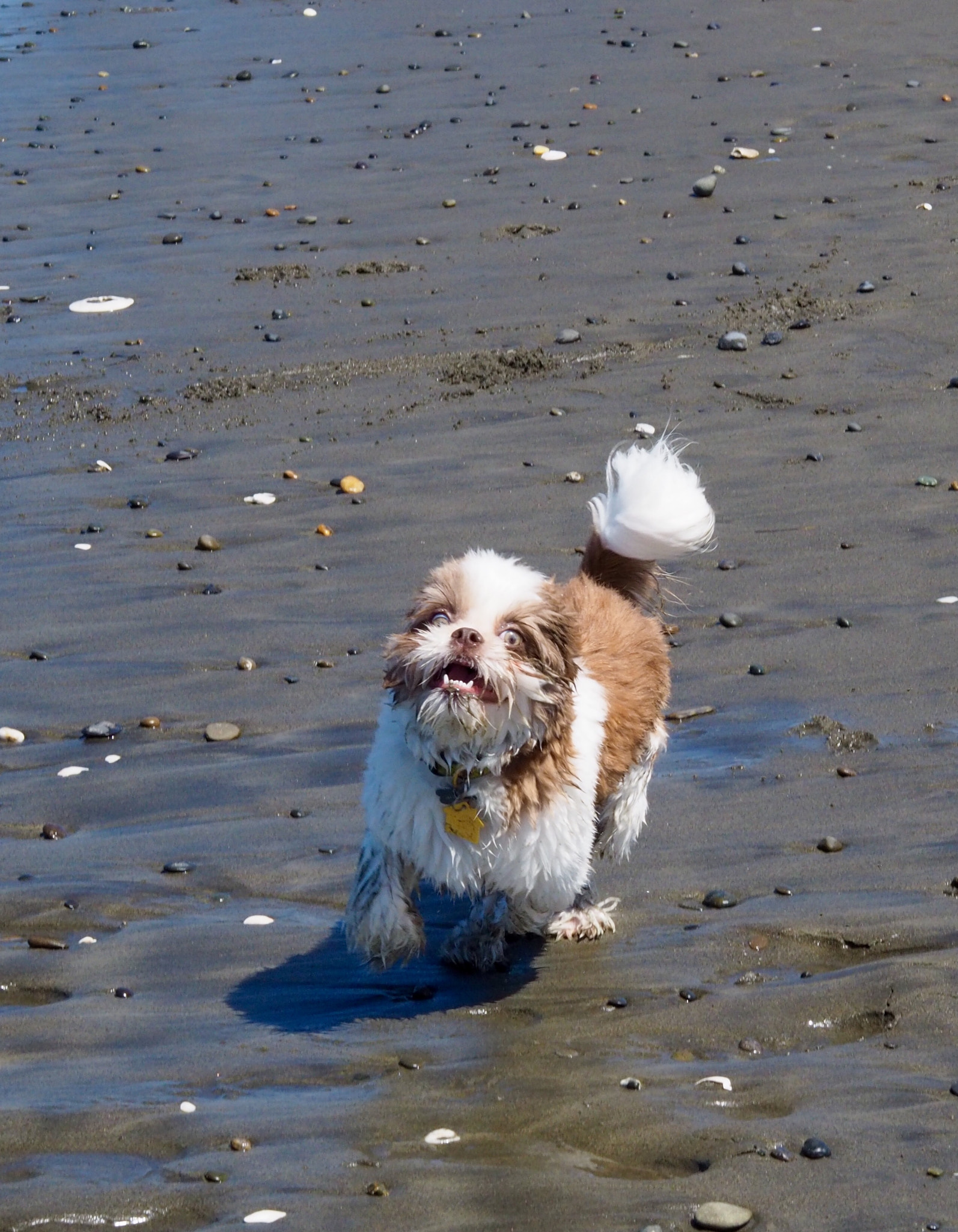 Olympus OM-D E-M10 II + Sigma 60mm F2.8 DN Art sample photo. Crazed shih tzu photography