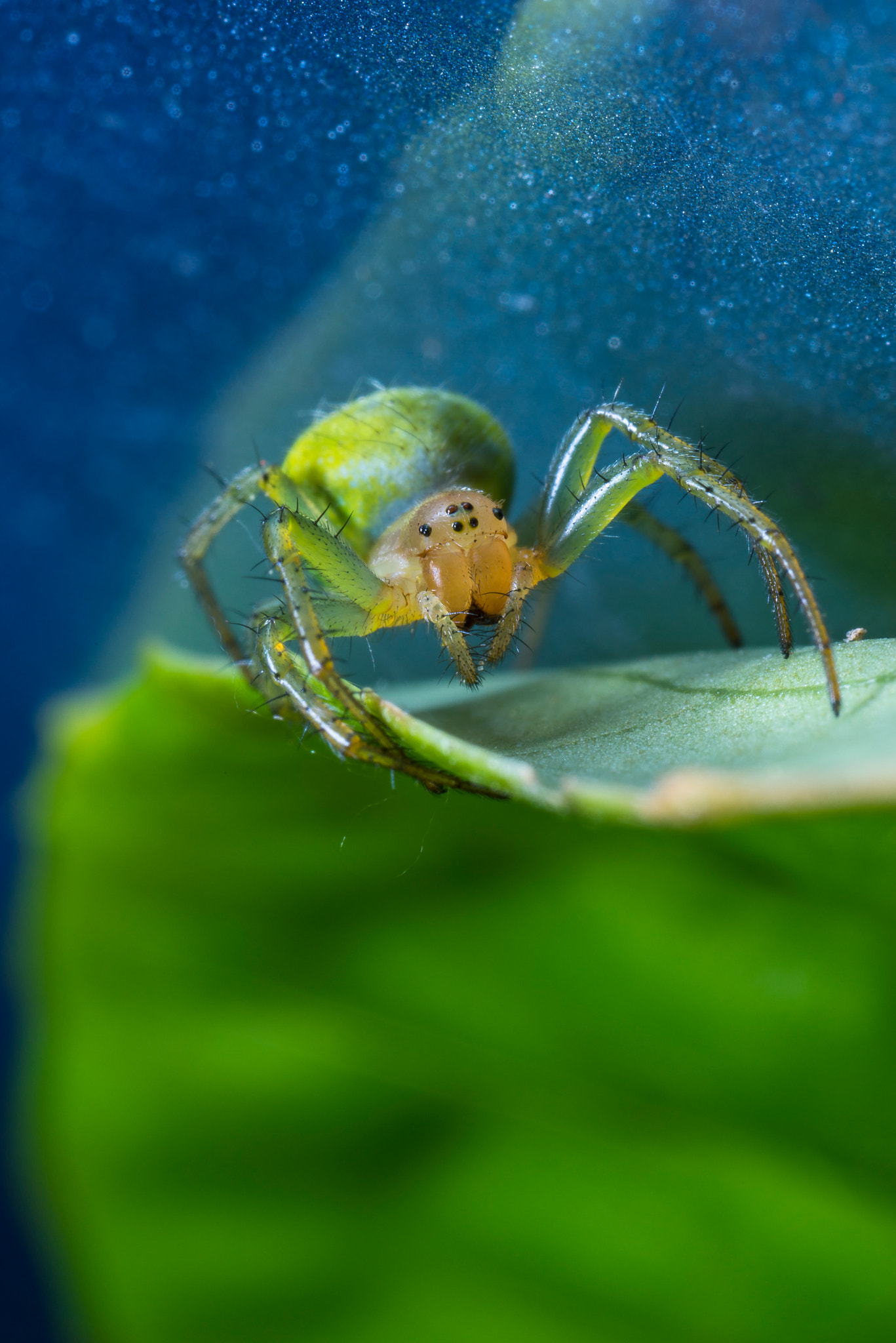 Canon MP-E 65mm F2.5 1-5x Macro Photo sample photo. Small and green photography