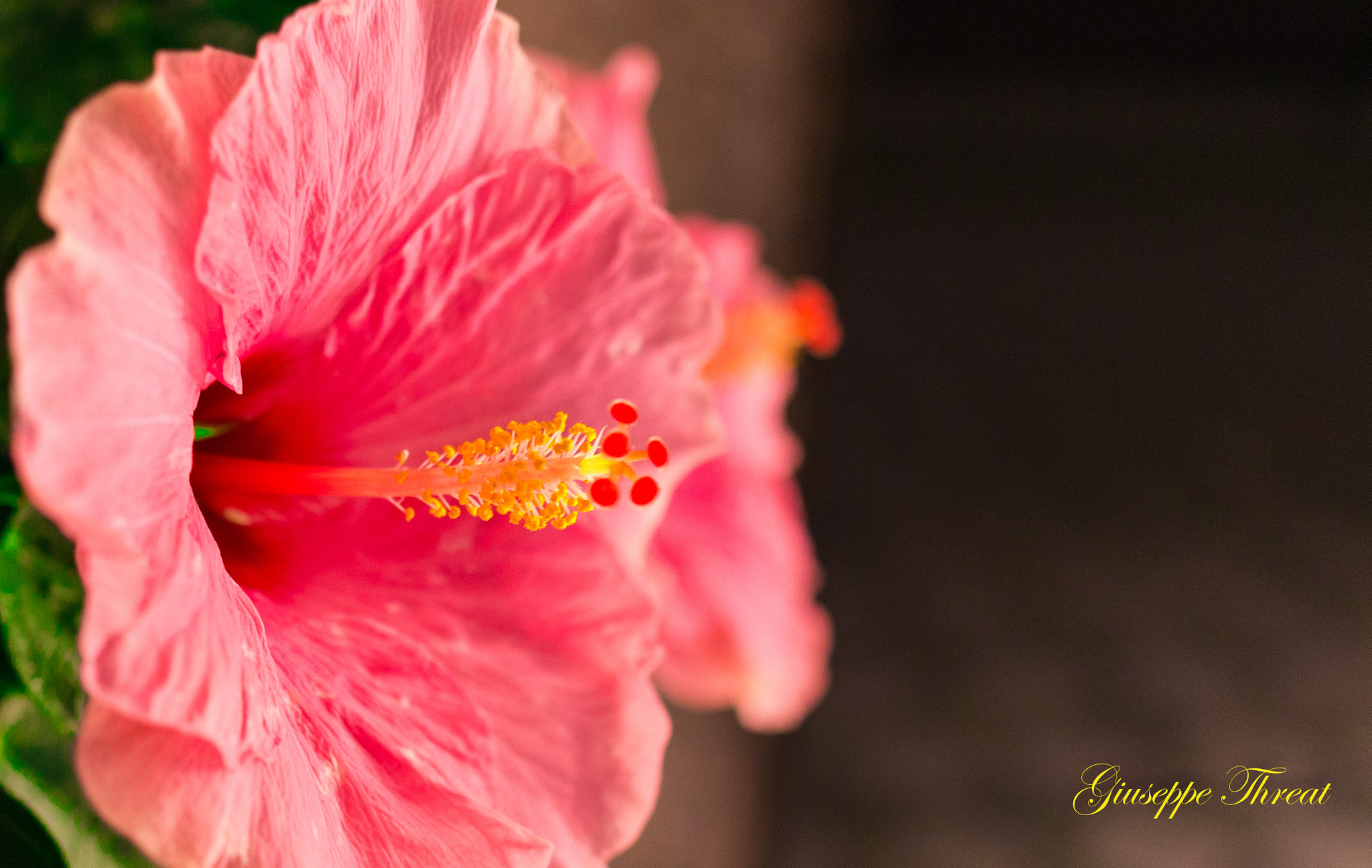 Canon EOS 70D + Canon EF 24mm F2.8 IS USM sample photo. Flower photography
