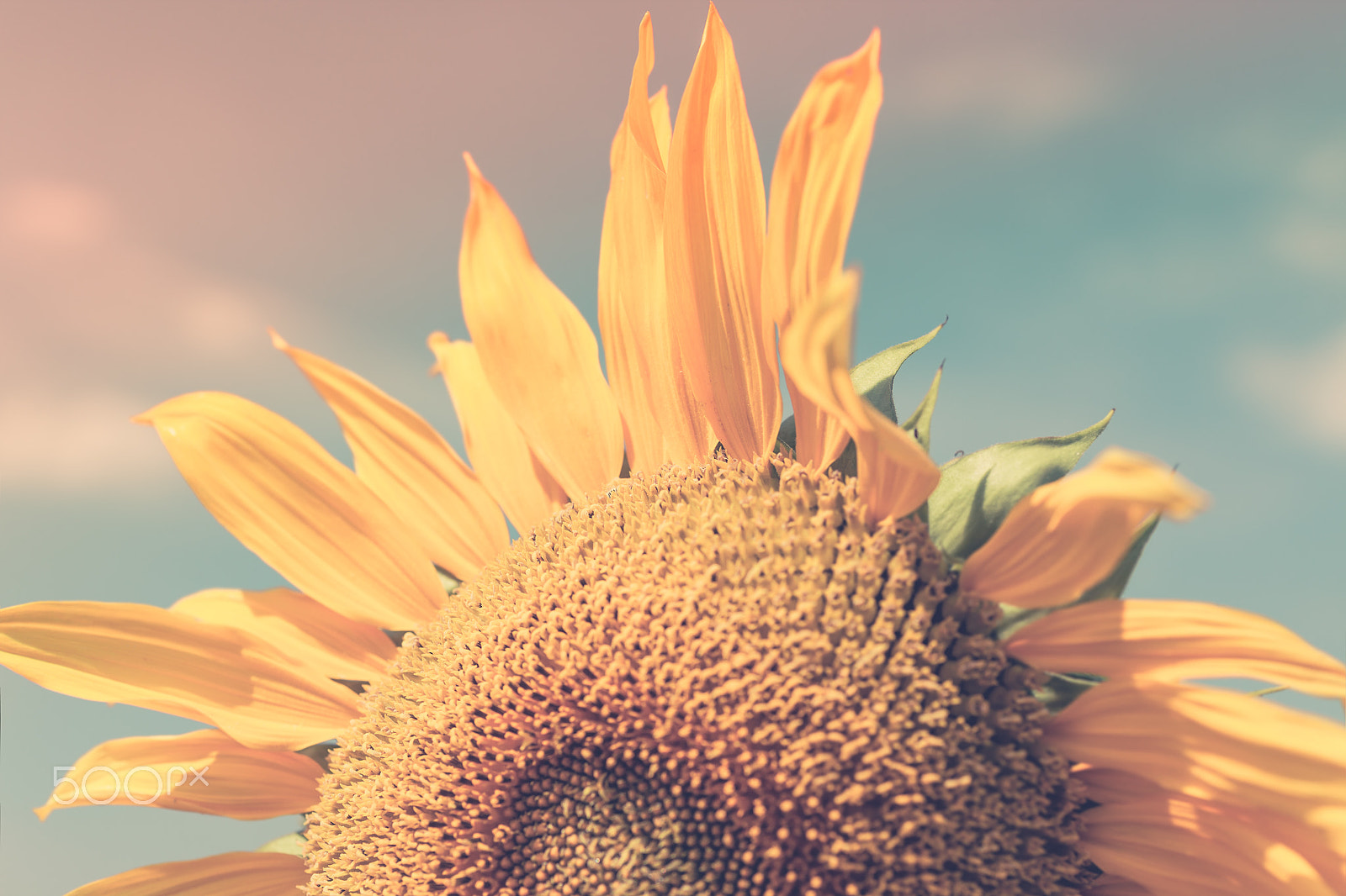 Canon EF 50mm F2.5 Macro sample photo. Sunflower close up photography