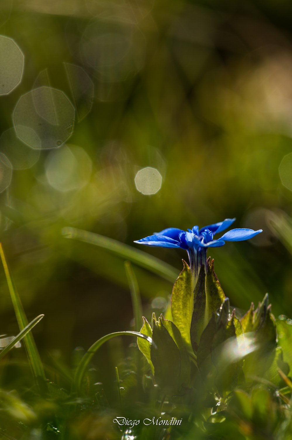 Sigma 150mm F2.8 EX DG Macro HSM sample photo. Macro photography