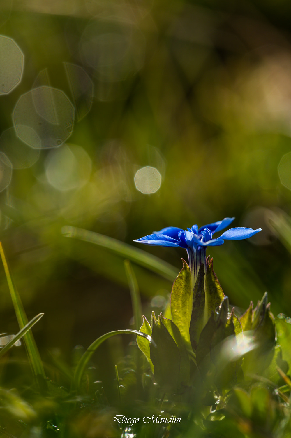 Nikon D4 + Sigma 150mm F2.8 EX DG Macro HSM sample photo. Macro photography