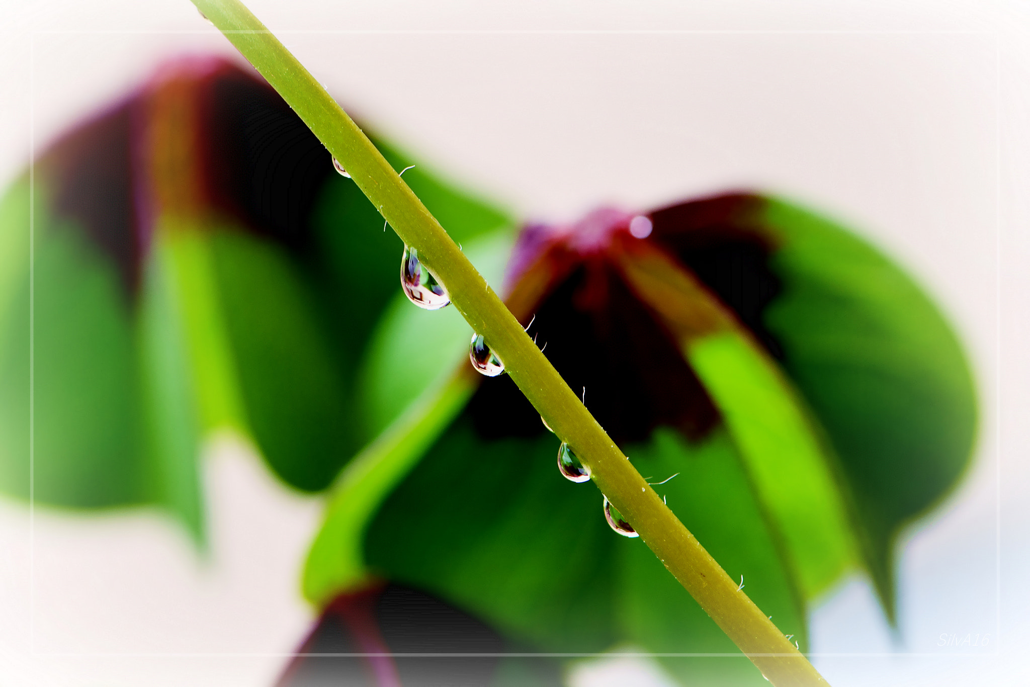Nikon AF-S Micro-Nikkor 105mm F2.8G IF-ED VR sample photo. 190606.jpg photography