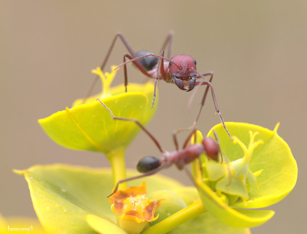 Sigma APO Macro 150mm f/2.8 EX DG HSM sample photo. Ant photography