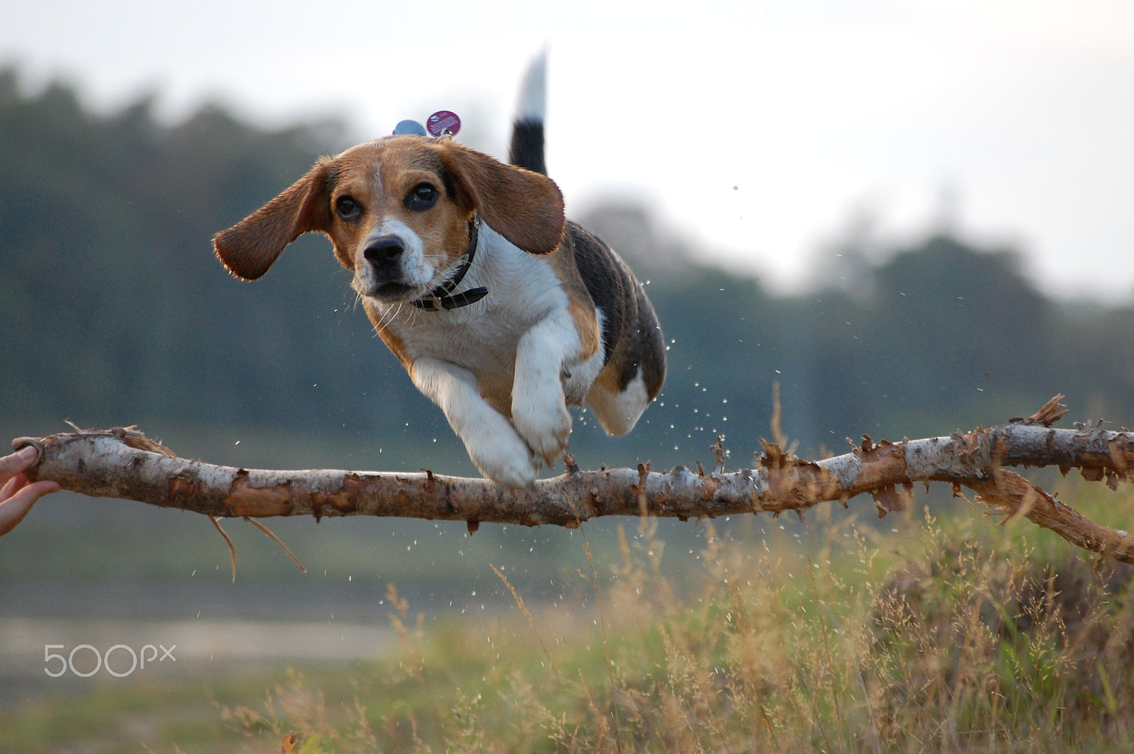 Nikon D40 sample photo. Flying beagle photography