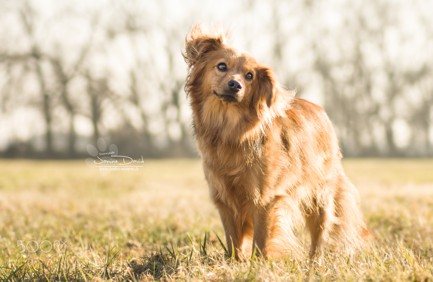 Sony Alpha DSLR-A290 sample photo. Fienchen photography