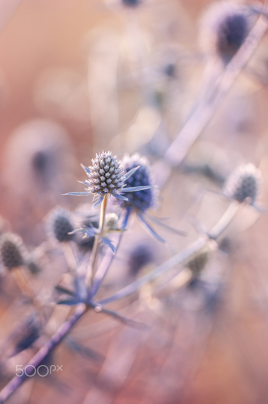 Sigma 105mm F2.8 EX DG OS HSM sample photo. Pink moments photography