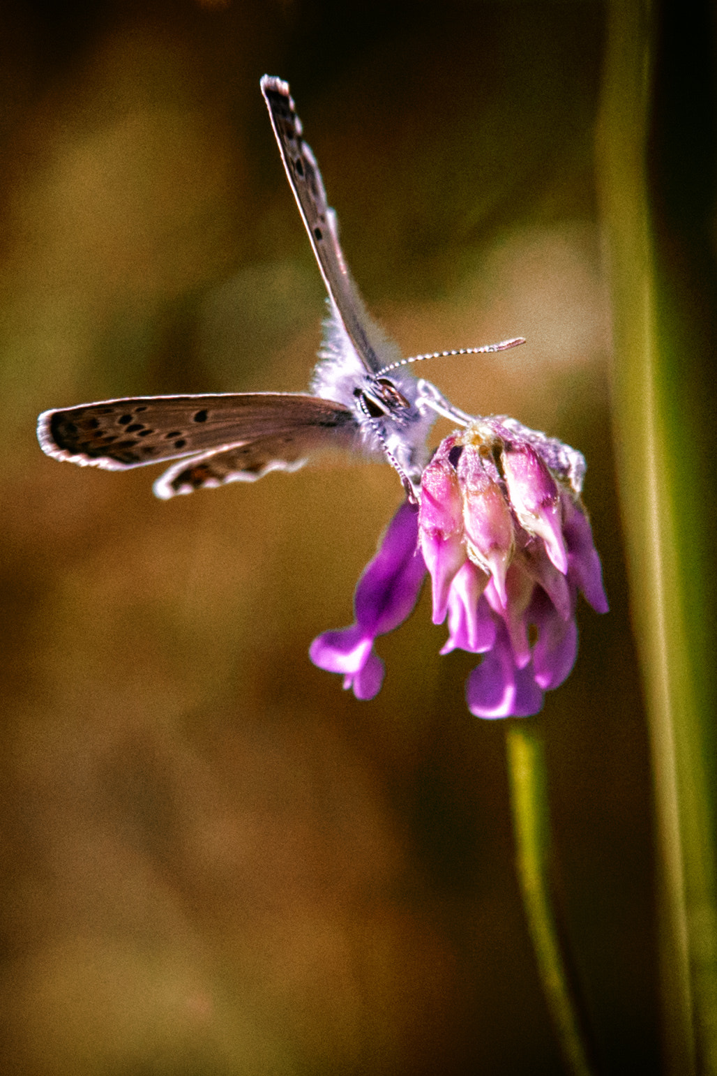 Sony a99 II + Tamron SP AF 70-200mm F2.8 Di LD (IF) MACRO sample photo. Butterfly #002 photography