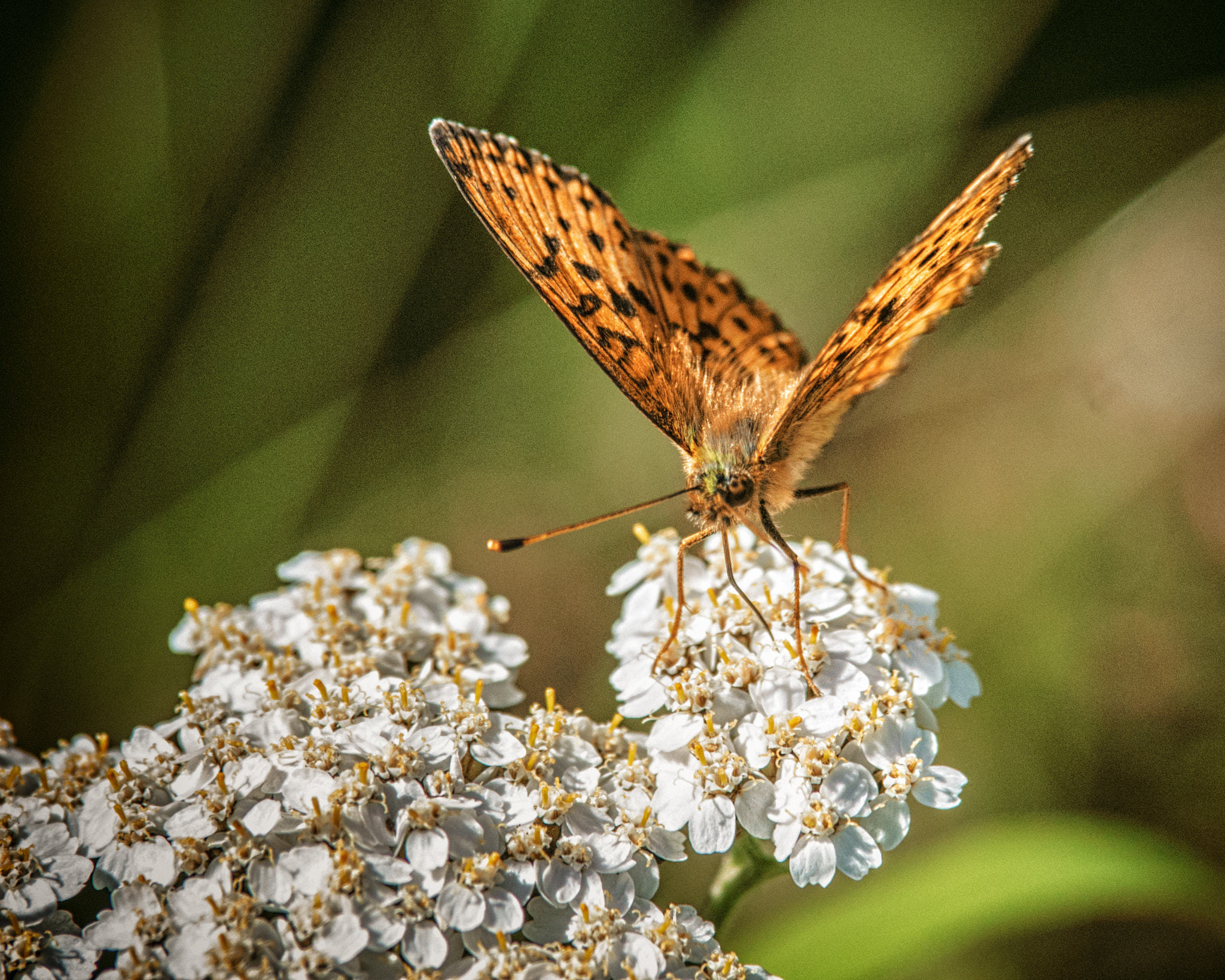 Tamron SP AF 70-200mm F2.8 Di LD (IF) MACRO sample photo. Butterfly #004 photography