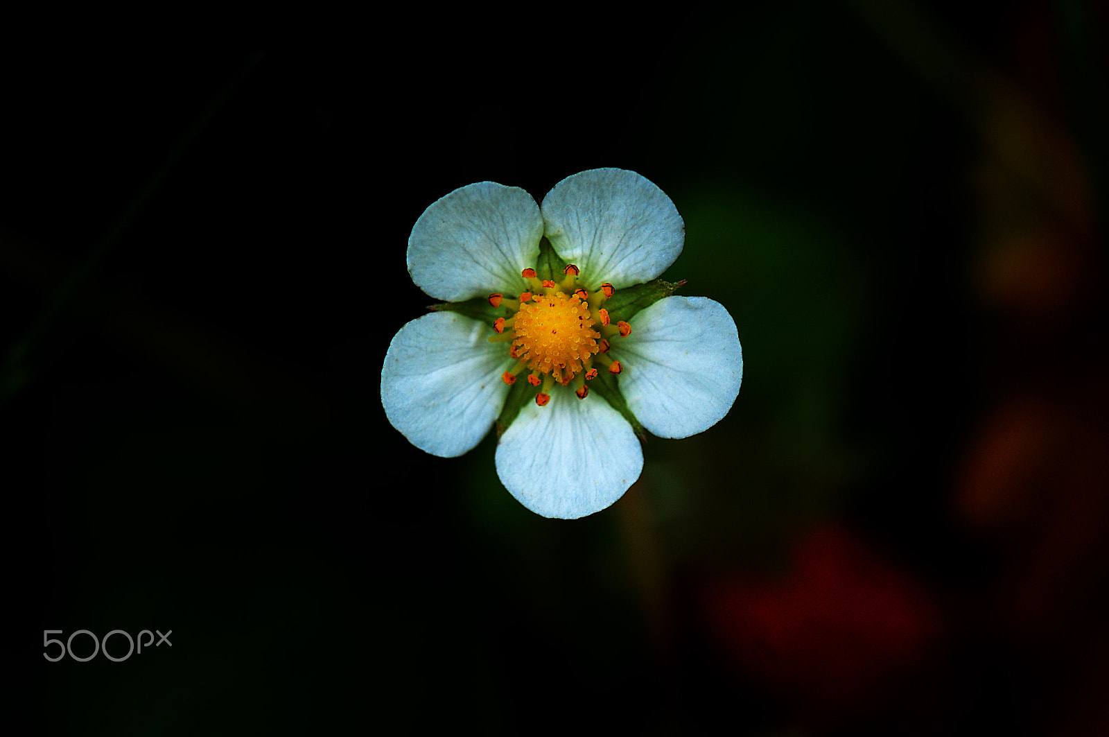 Nikon D300S sample photo. Wild beauty... photography