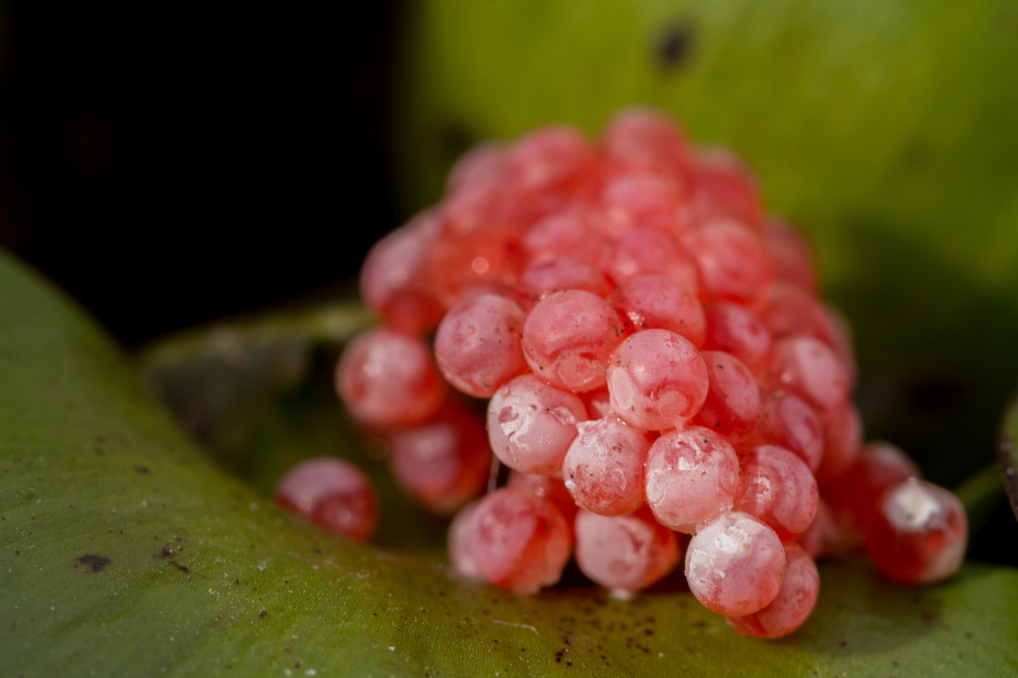 Canon EOS 700D (EOS Rebel T5i / EOS Kiss X7i) + Canon EF 100mm F2.8L Macro IS USM sample photo. Snail eggs photography