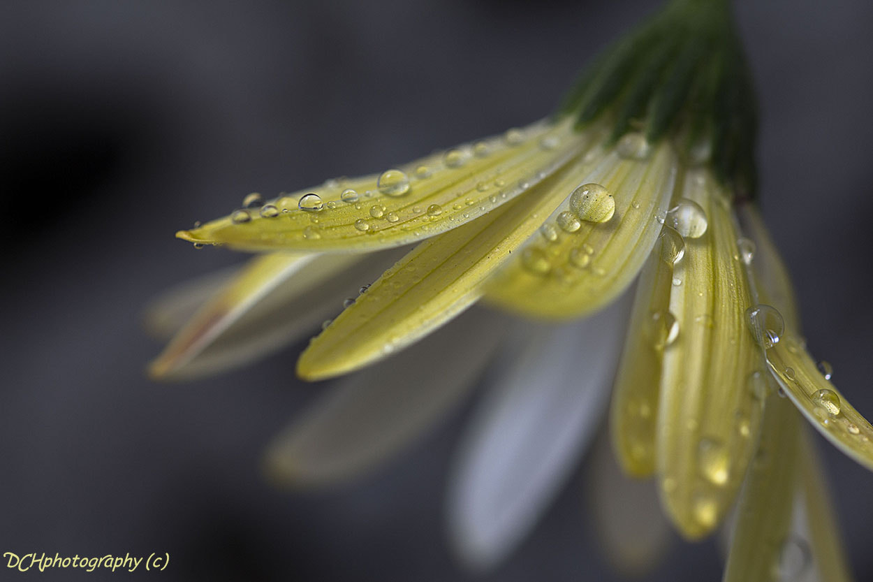 Canon EF 100mm F2.8L Macro IS USM sample photo. Raindrops photography