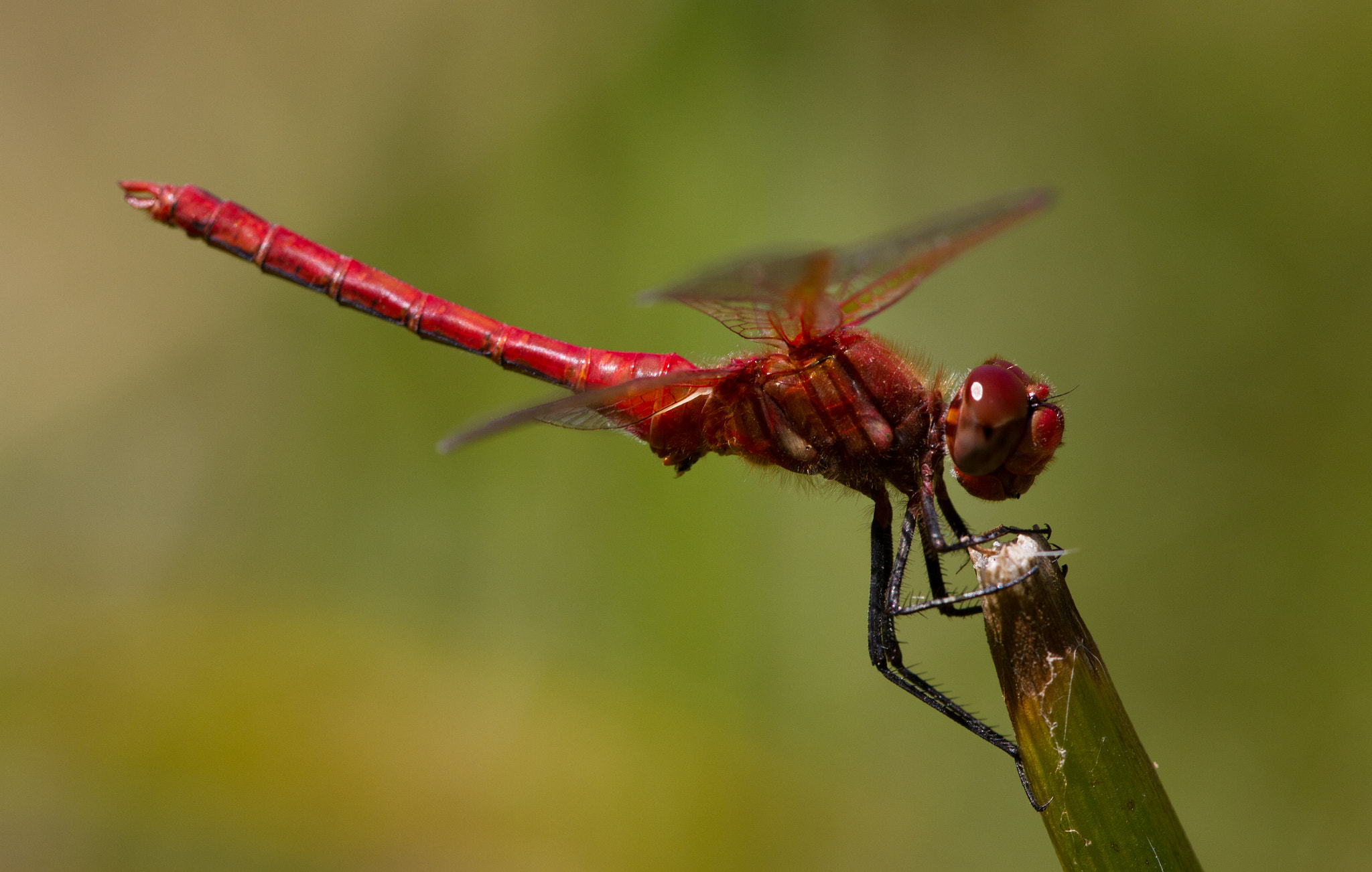 Canon EF 180mm F3.5L Macro USM sample photo