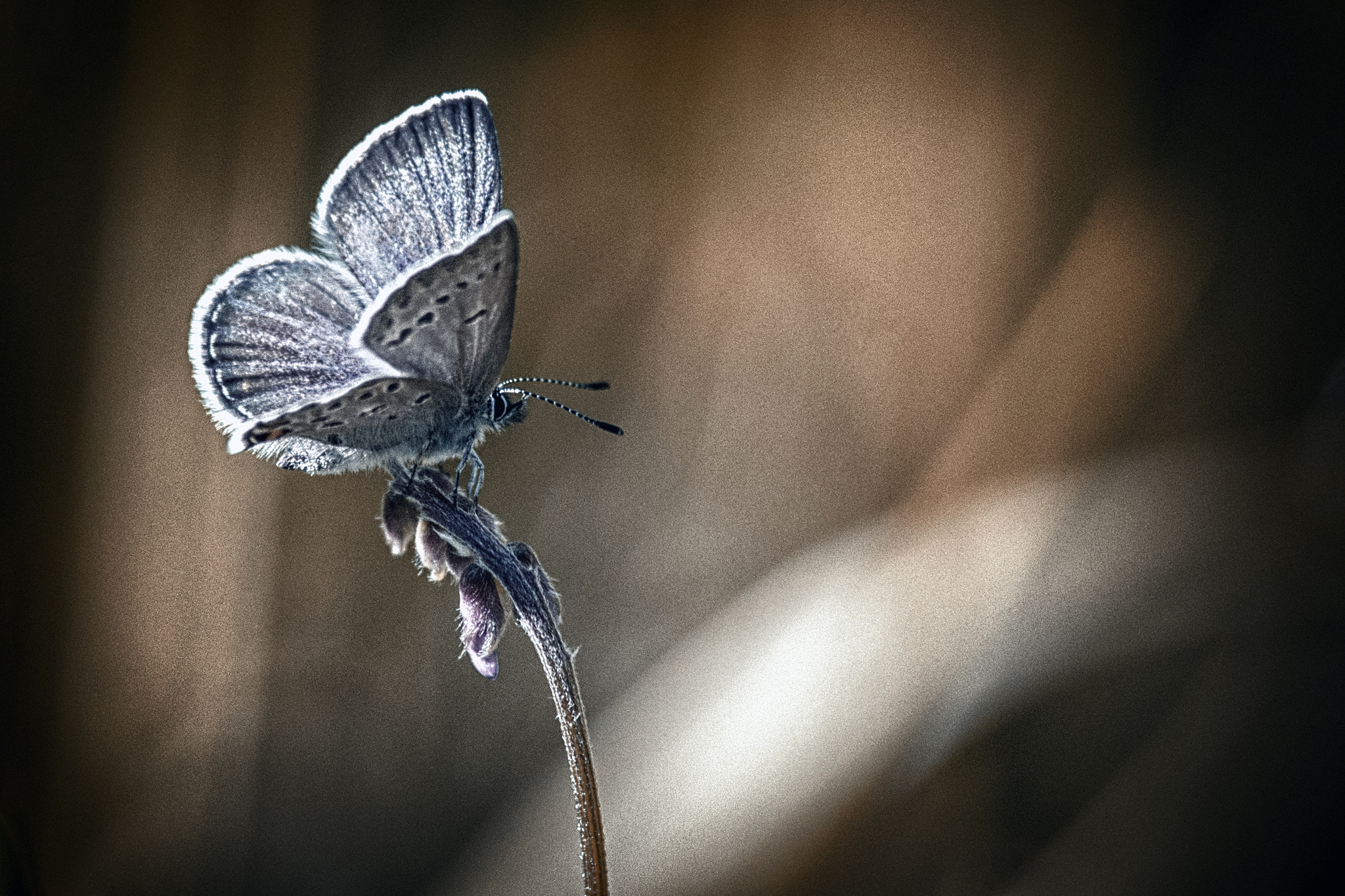 Sony a99 II + Tamron SP AF 70-200mm F2.8 Di LD (IF) MACRO sample photo. Spread your wings photography