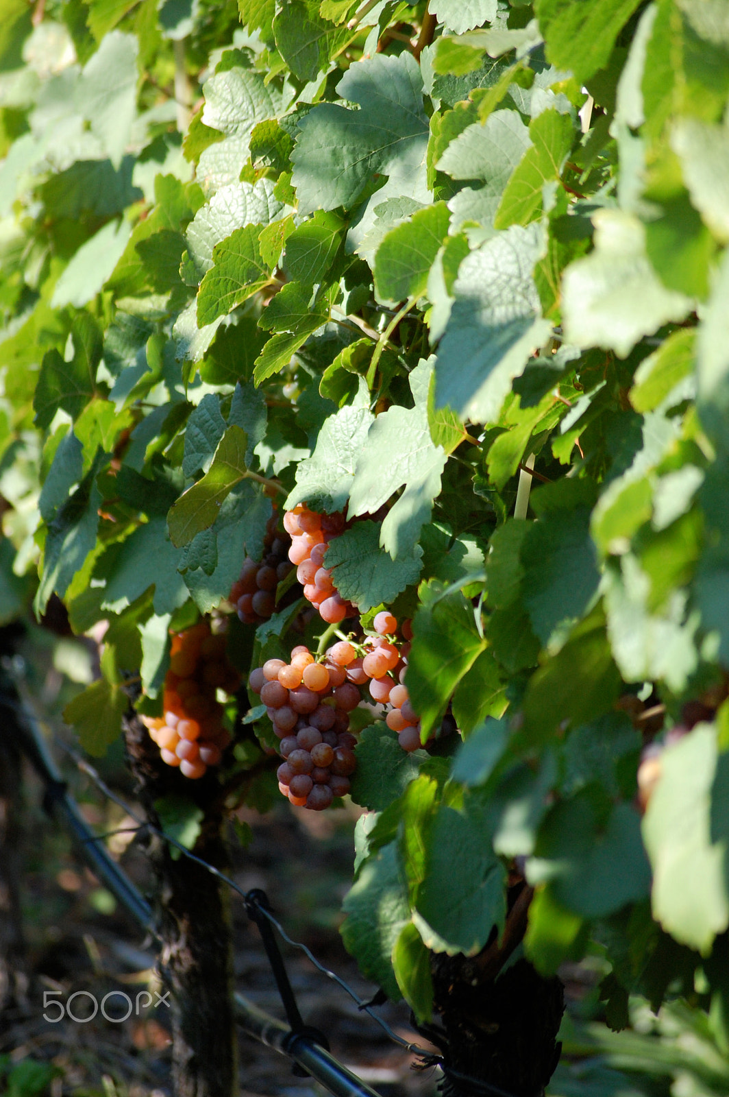 Nikon D40 + Sigma 55-200mm F4-5.6 DC HSM sample photo. Rote trauben photography