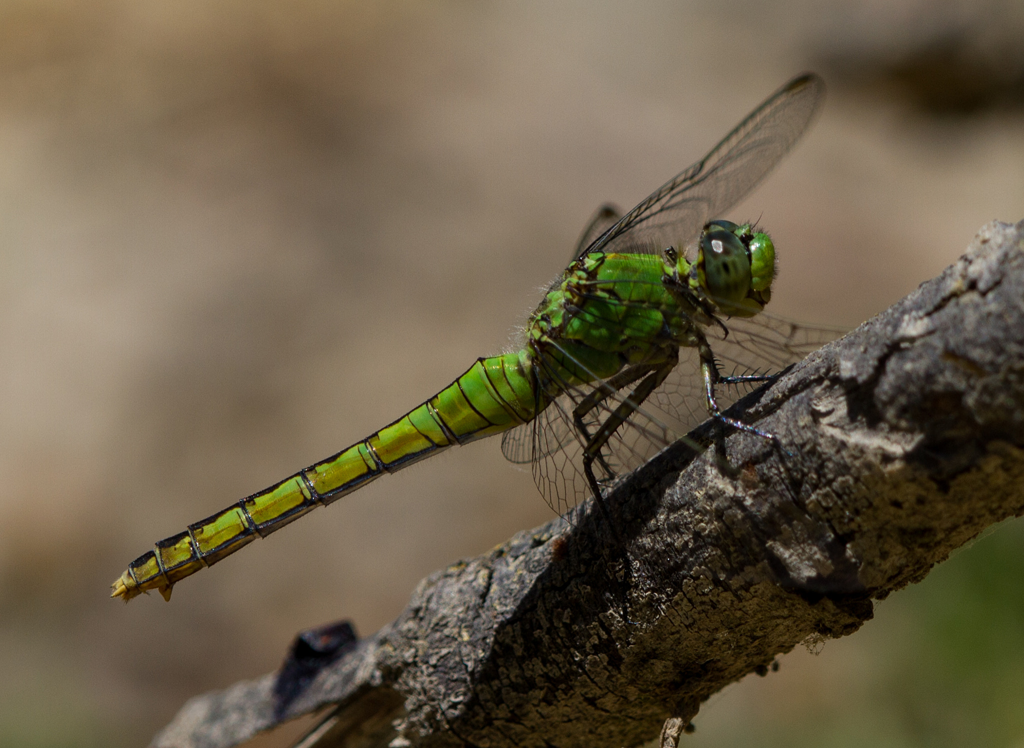 Canon EF 180mm F3.5L Macro USM sample photo. Untitled photography