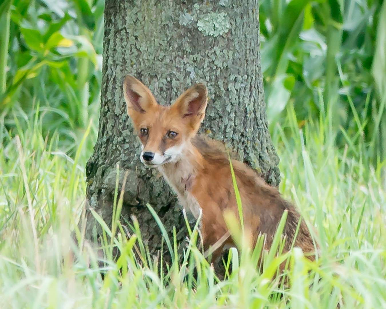 Sony a7R II + Canon EF 70-200mm F4L IS USM sample photo. Sunday afternoon visitor photography