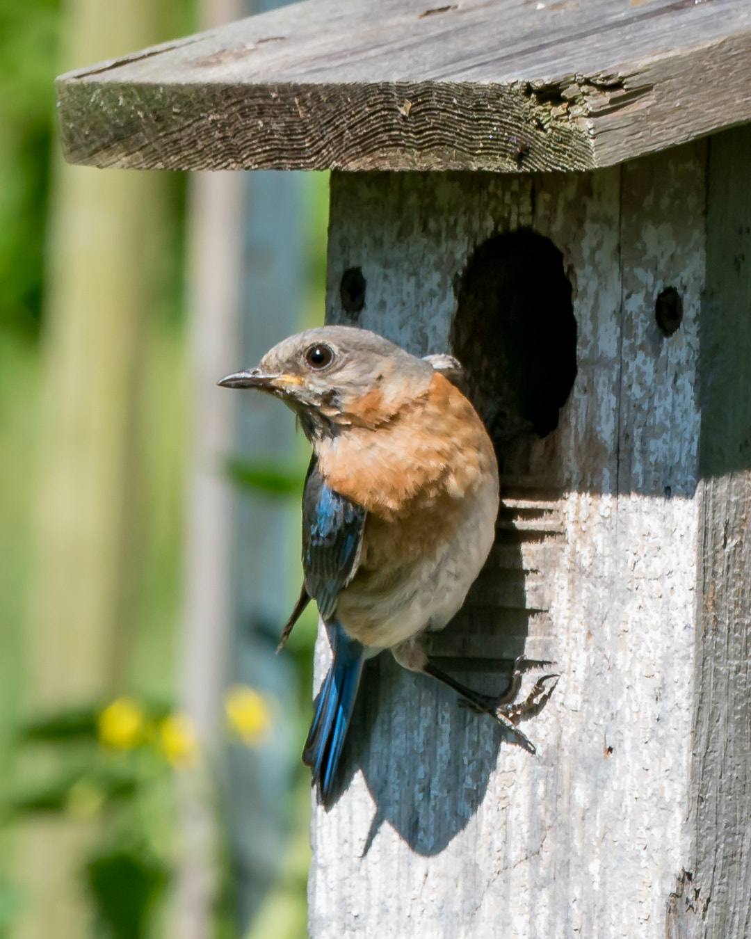 Sony a7R II + Canon EF 70-200mm F4L IS USM sample photo. A busy mother photography