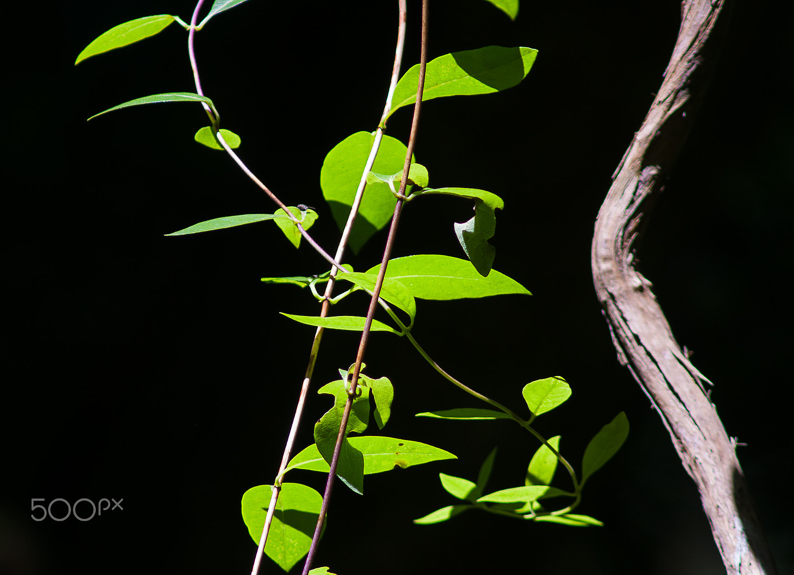 Nikon D90 + AF Nikkor 300mm f/4 IF-ED sample photo. Life in the shadow photography