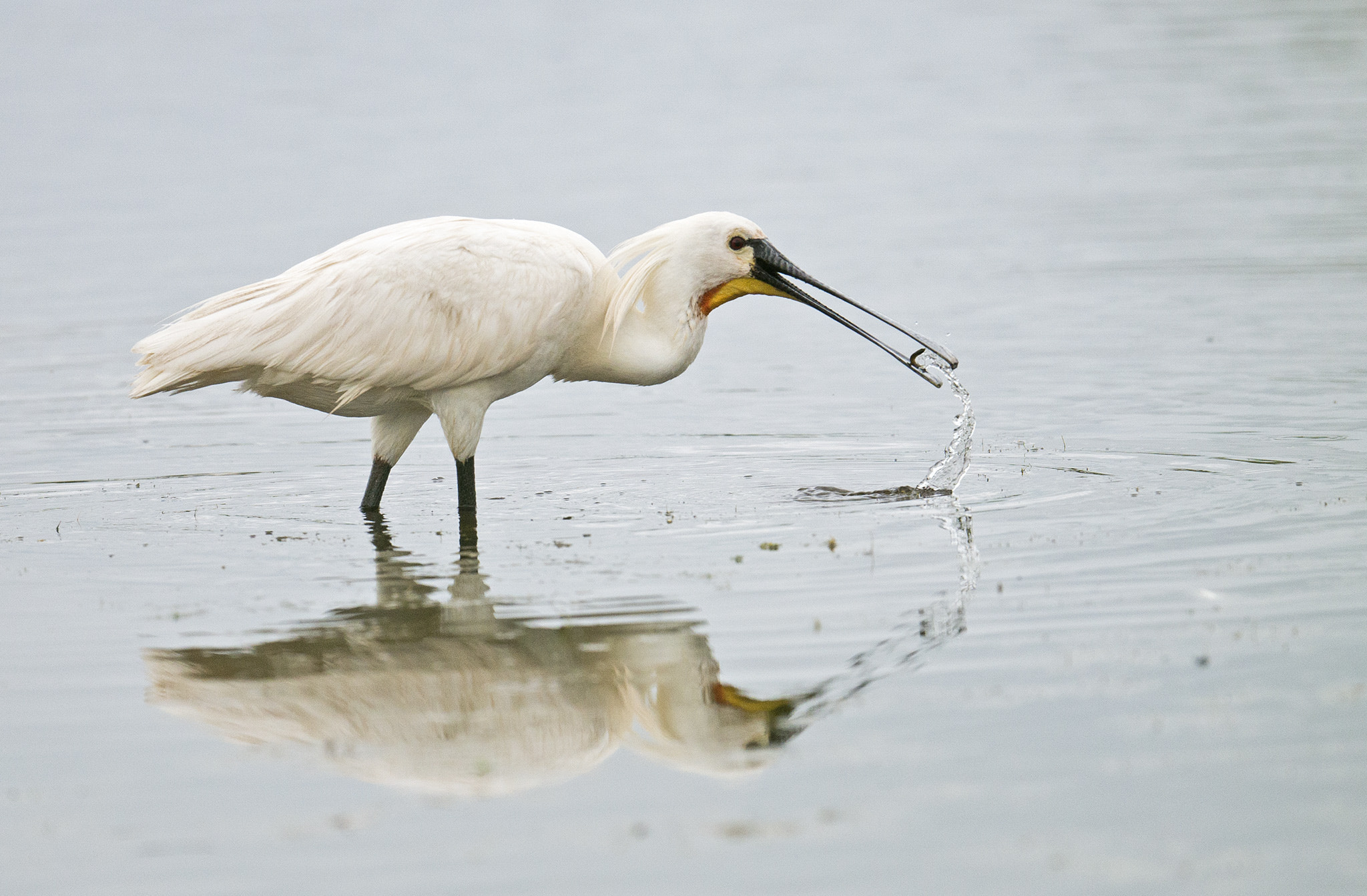 Nikon AF-S Nikkor 500mm F4E FL ED VR sample photo. Spatule blanche photography