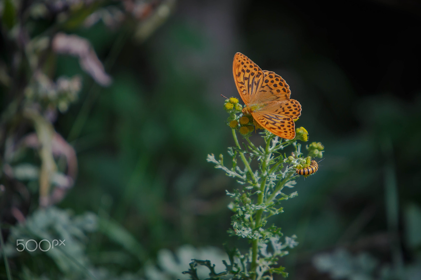 Canon EF 70-200mm F2.8L IS USM sample photo. Keizersmantel (argynnis paphia) photography