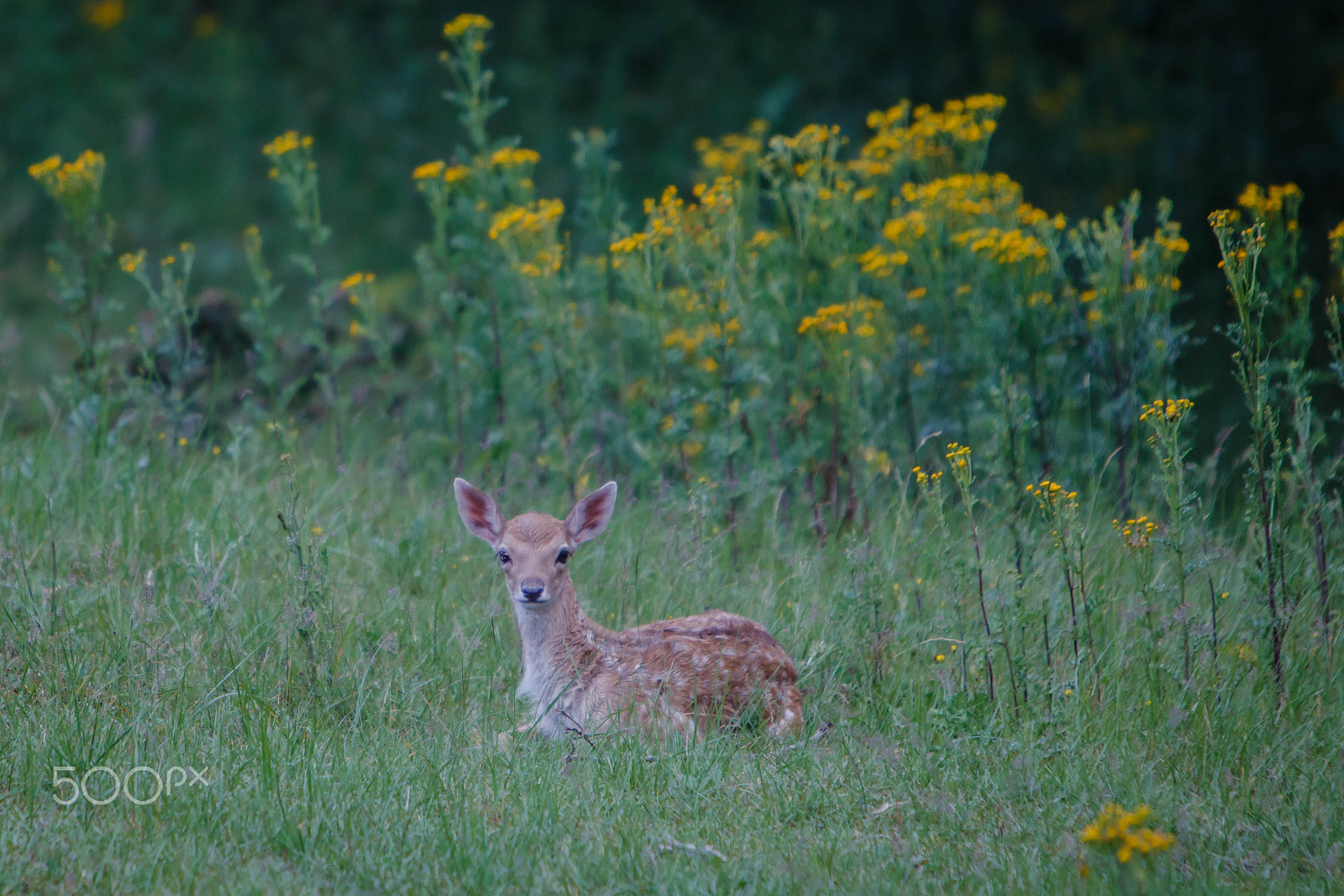Canon EF 70-200mm F2.8L IS USM sample photo. Bambi (dama dama) plus extender photography