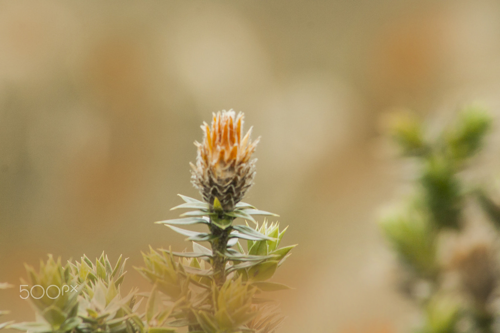 Canon EF 75-300mm f/4-5.6 USM sample photo. Paramo photography