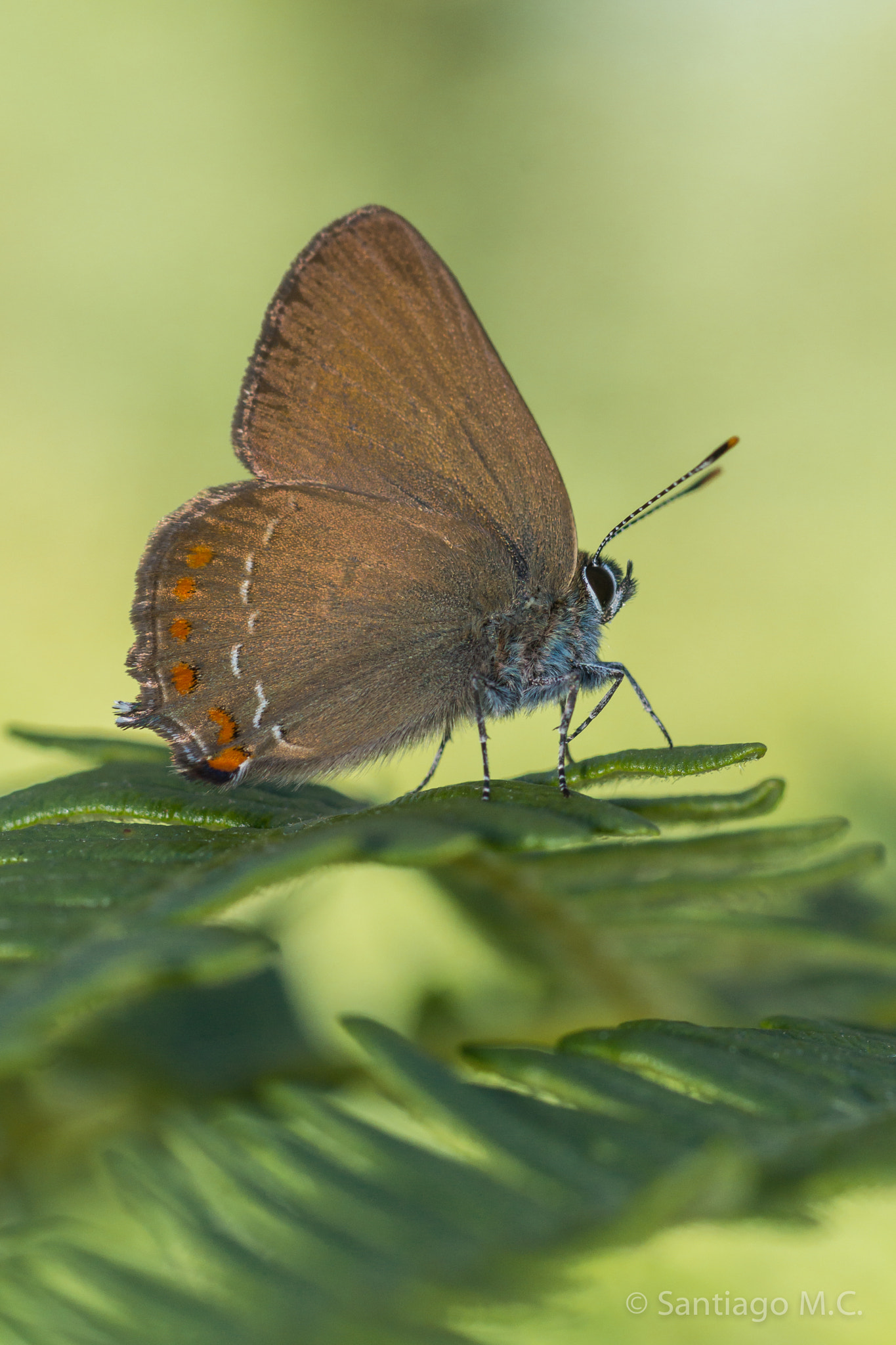 Sony SLT-A77 + Sony 100mm F2.8 Macro sample photo. Satyrium esculi photography