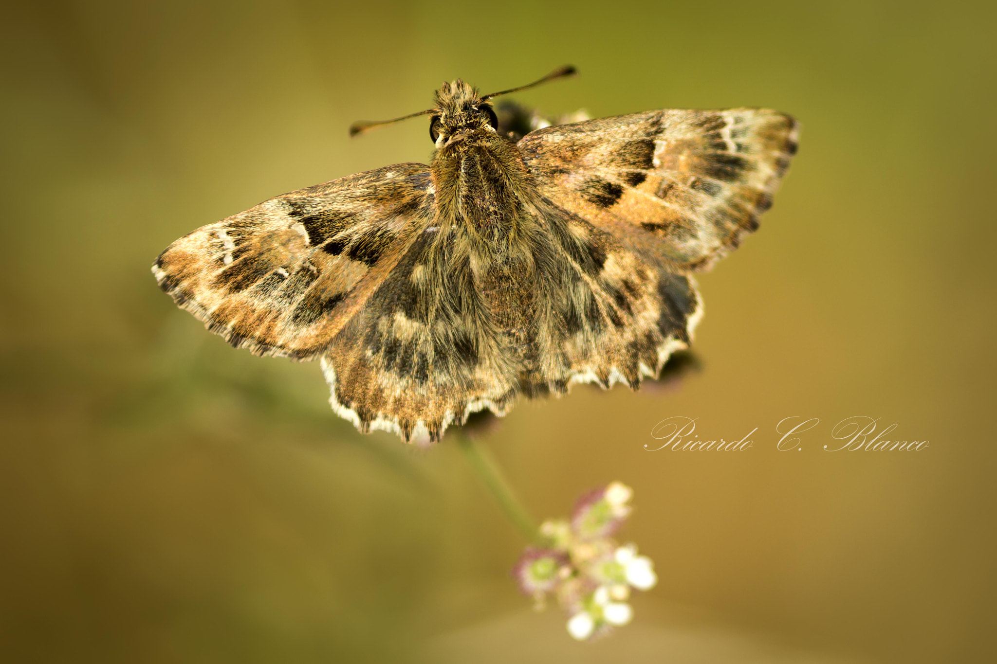 Sony SLT-A58 + Sigma AF 105mm F2.8 EX [DG] Macro sample photo. Carchadorus alceae...... photography