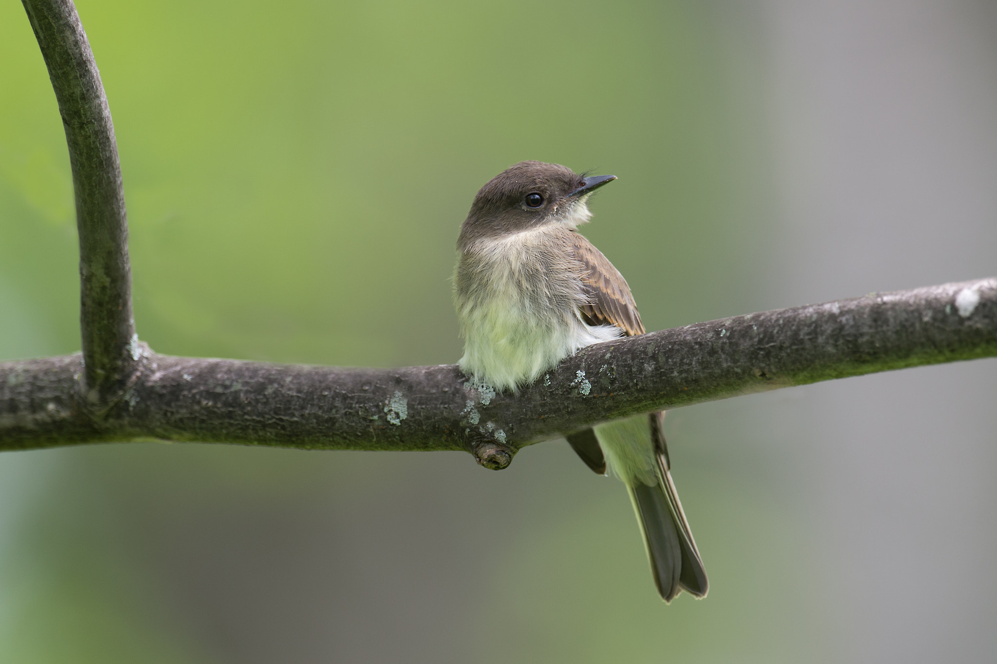 Nikon AF-S Nikkor 800mm F5.6E FL ED VR sample photo. Moucherolle phebi, sayornis phoebe, eastern phoebe photography