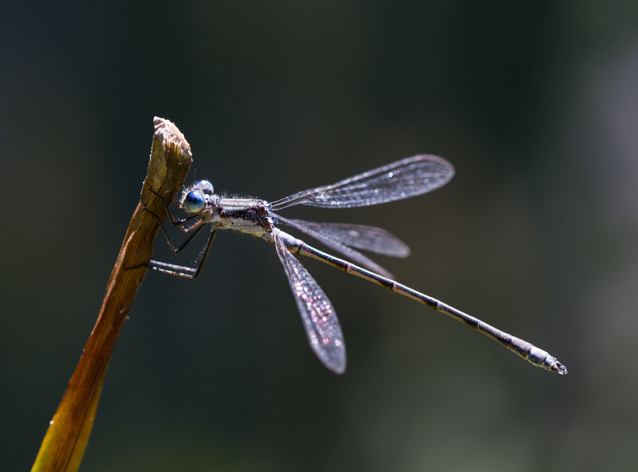 Canon EF 180mm F3.5L Macro USM sample photo