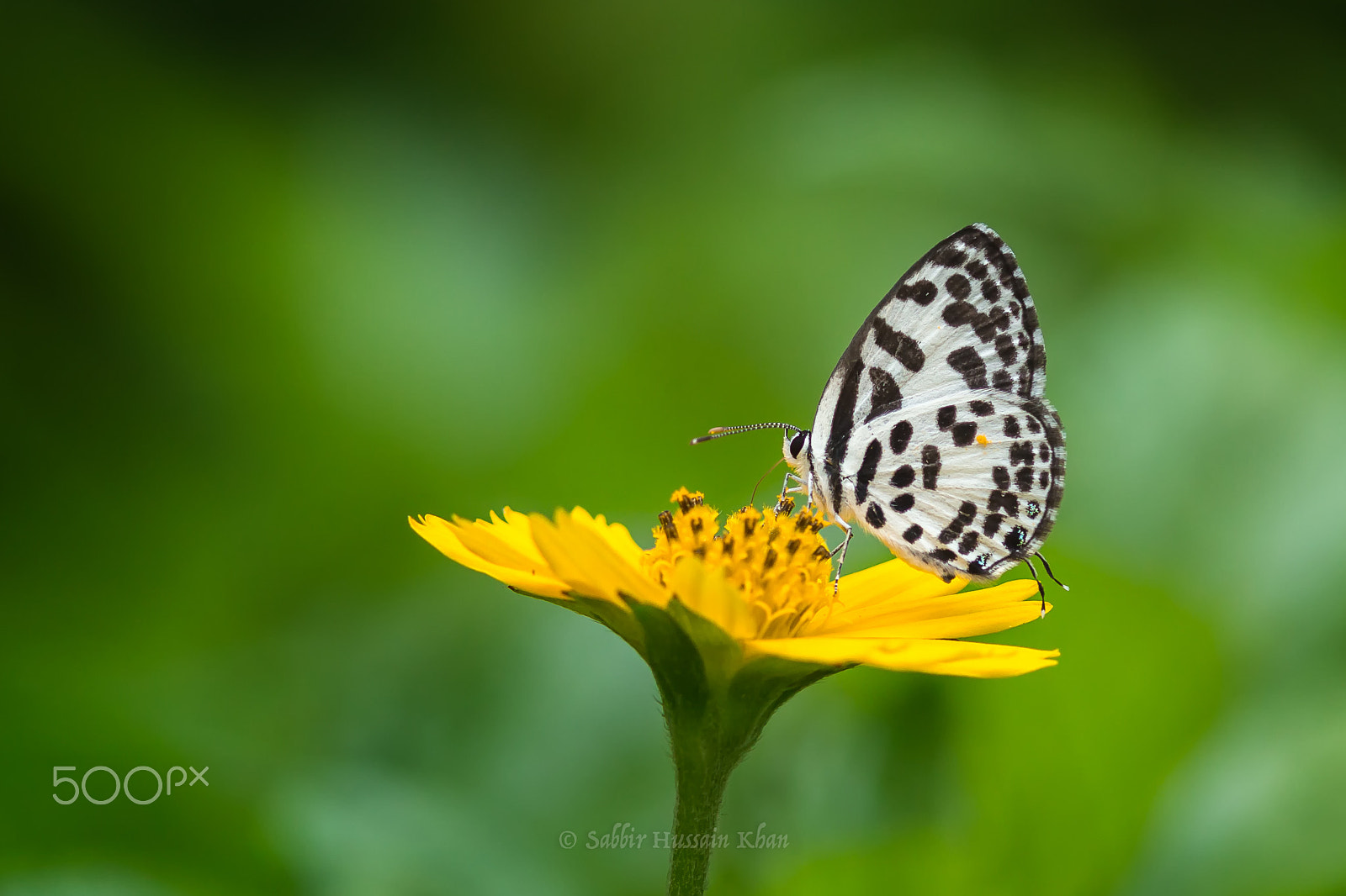 Canon EOS 60D + Canon EF 300mm F4L IS USM sample photo. 6. castalius rosimon fabricius, 1775 – common pier photography