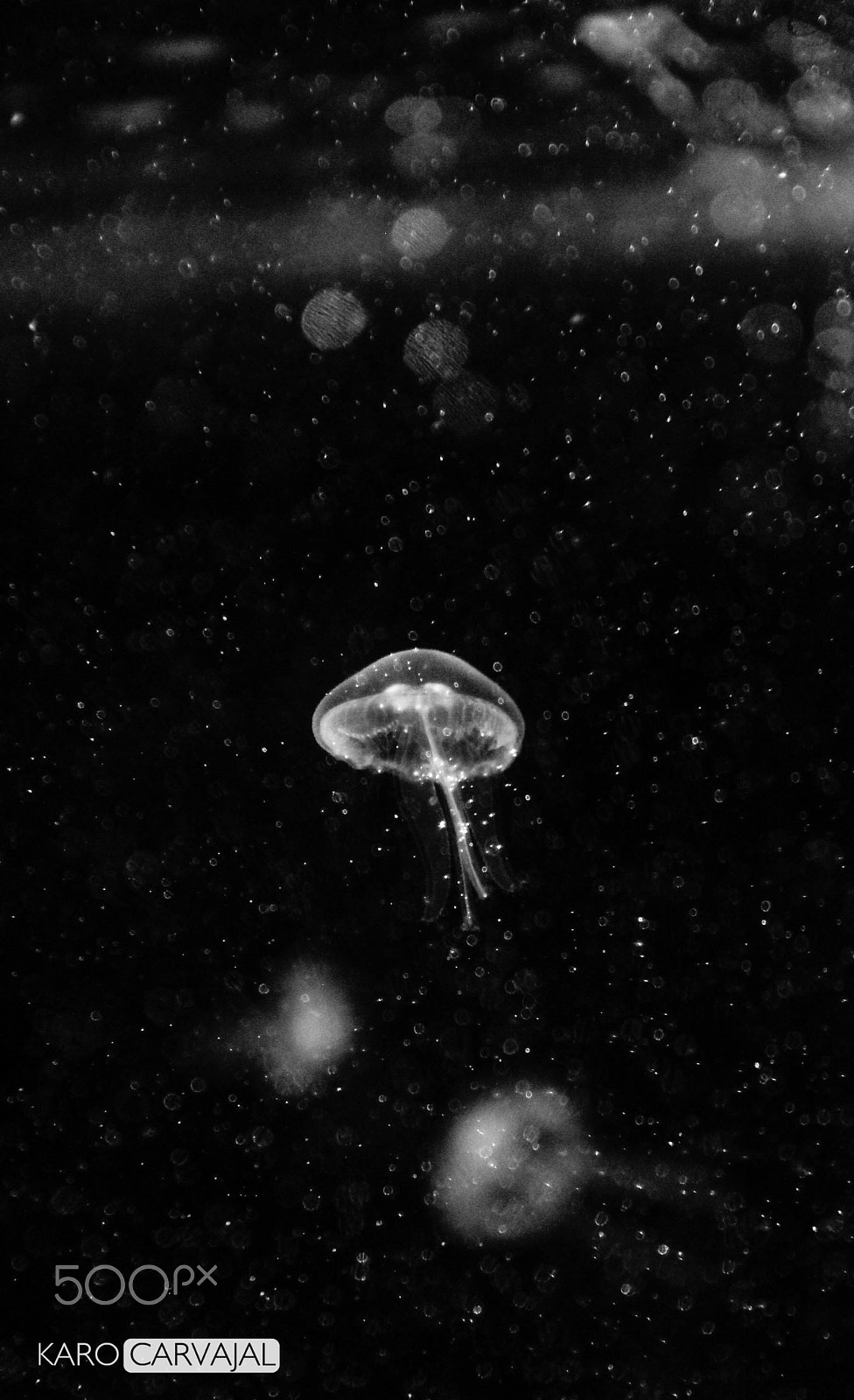 Canon EOS 1100D (EOS Rebel T3 / EOS Kiss X50) sample photo. Jellyfish photography