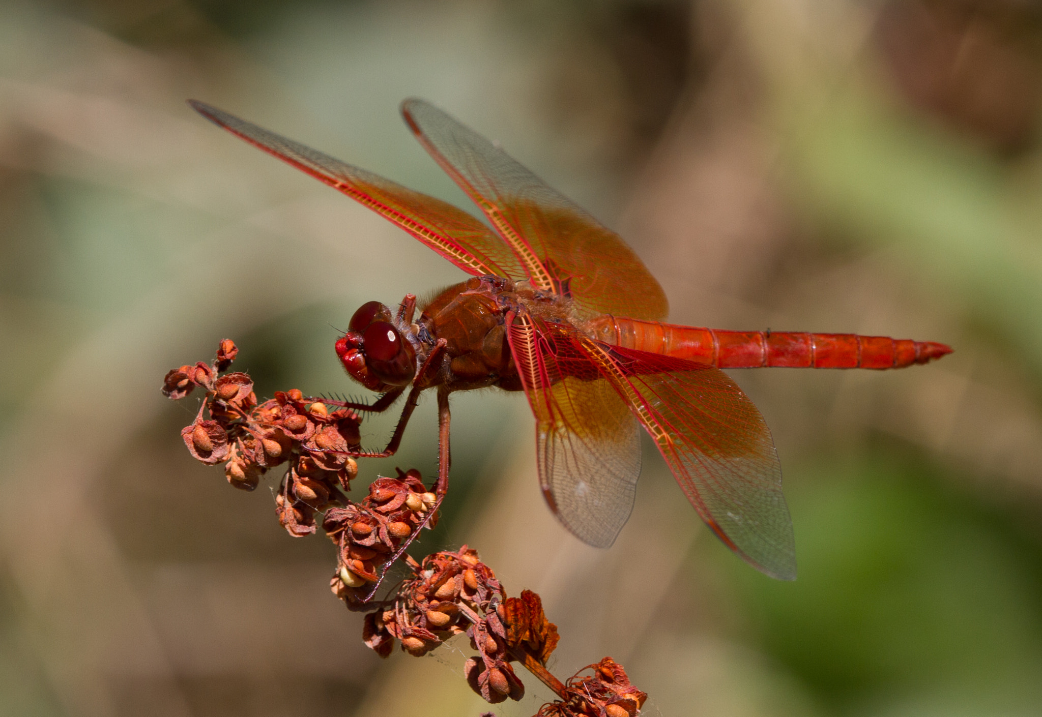Canon EF 180mm F3.5L Macro USM sample photo. Dragonfly on dock photography