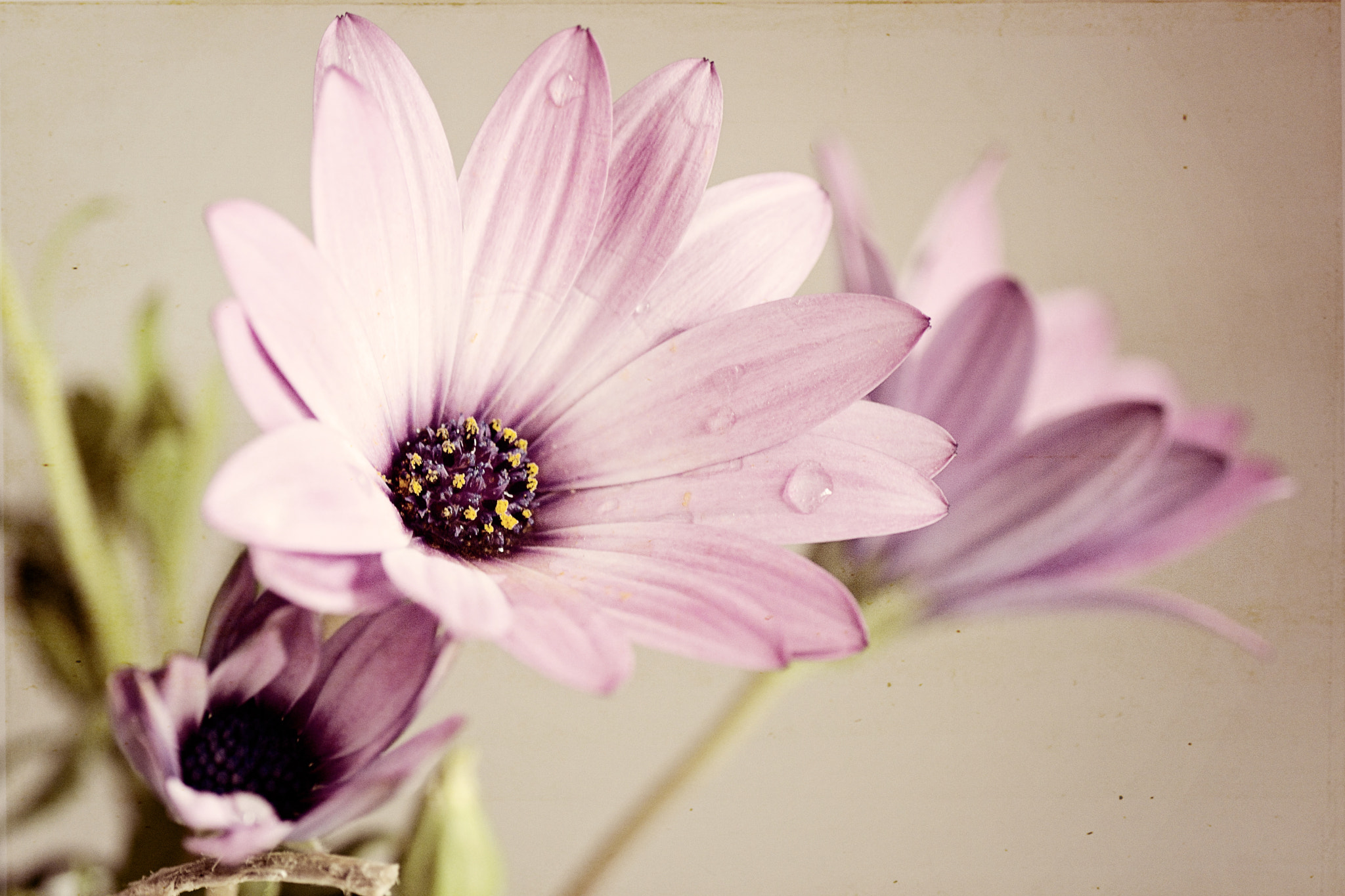 Sony SLT-A77 + Tamron SP AF 90mm F2.8 Di Macro sample photo. Pink photography