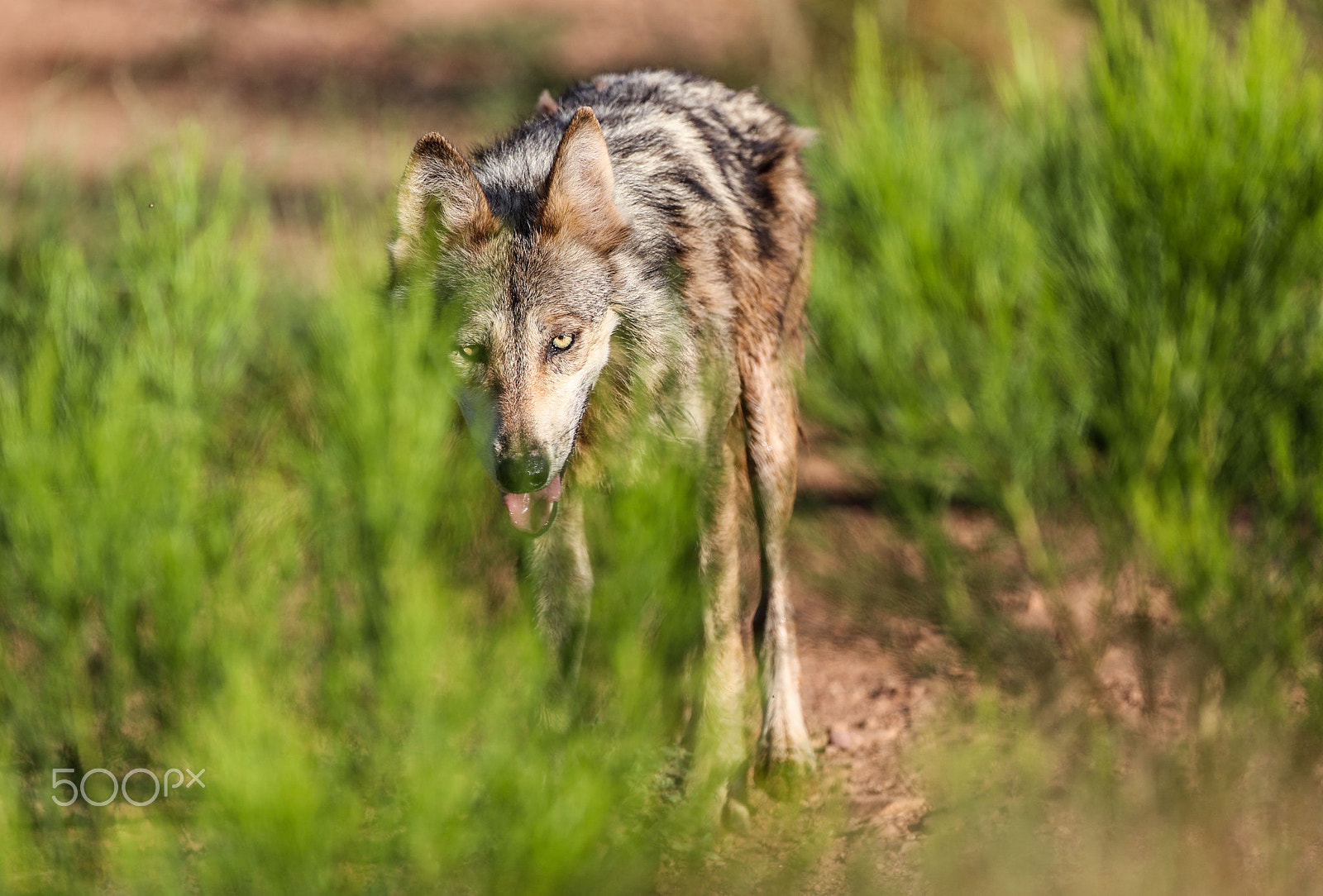 Canon EF 500mm F4L IS USM sample photo. Lobos gris mexicano photography
