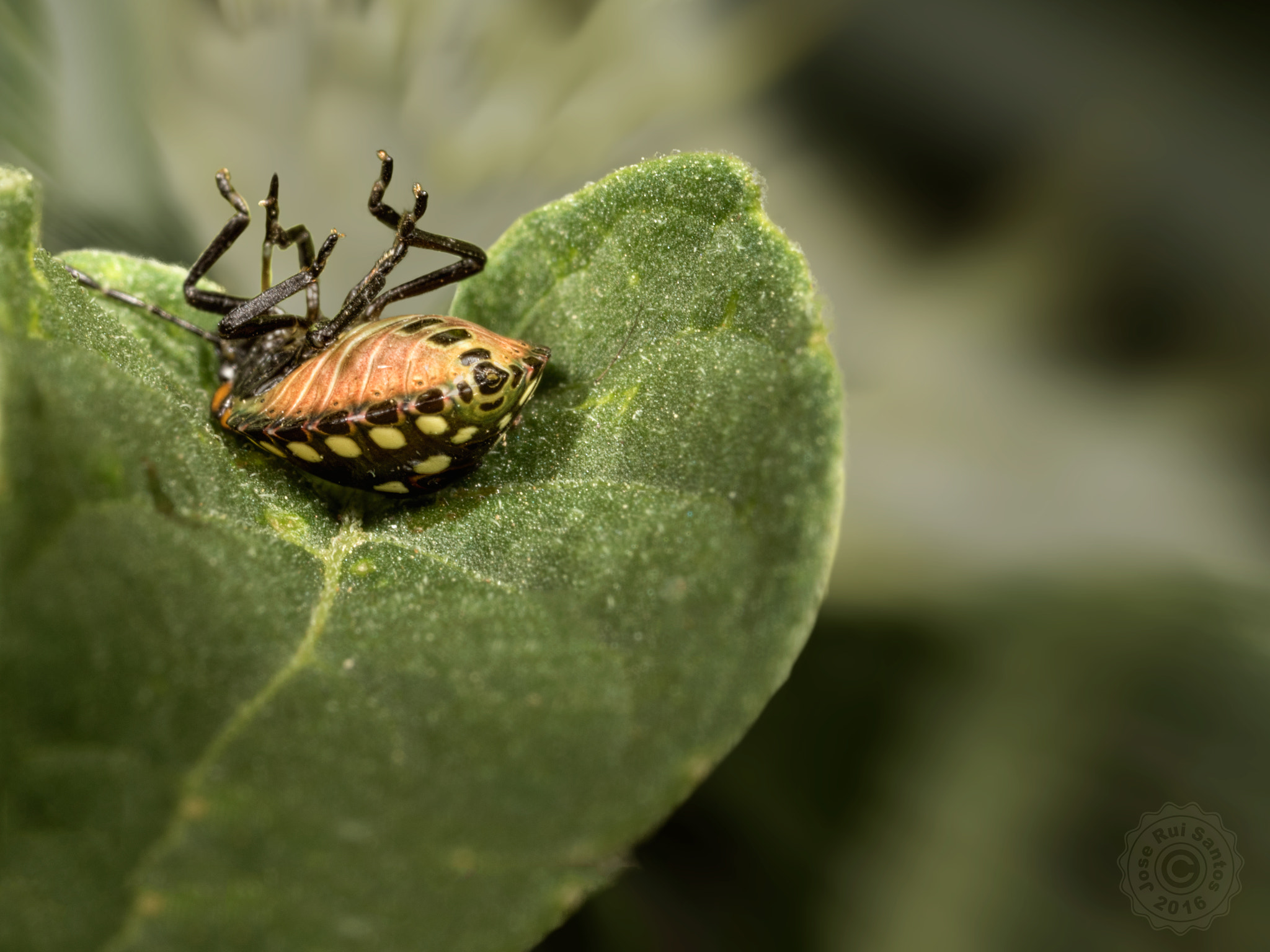 Canon MP-E 65mm F2.5 1-5x Macro Photo sample photo. A shield bug resting in peace photography