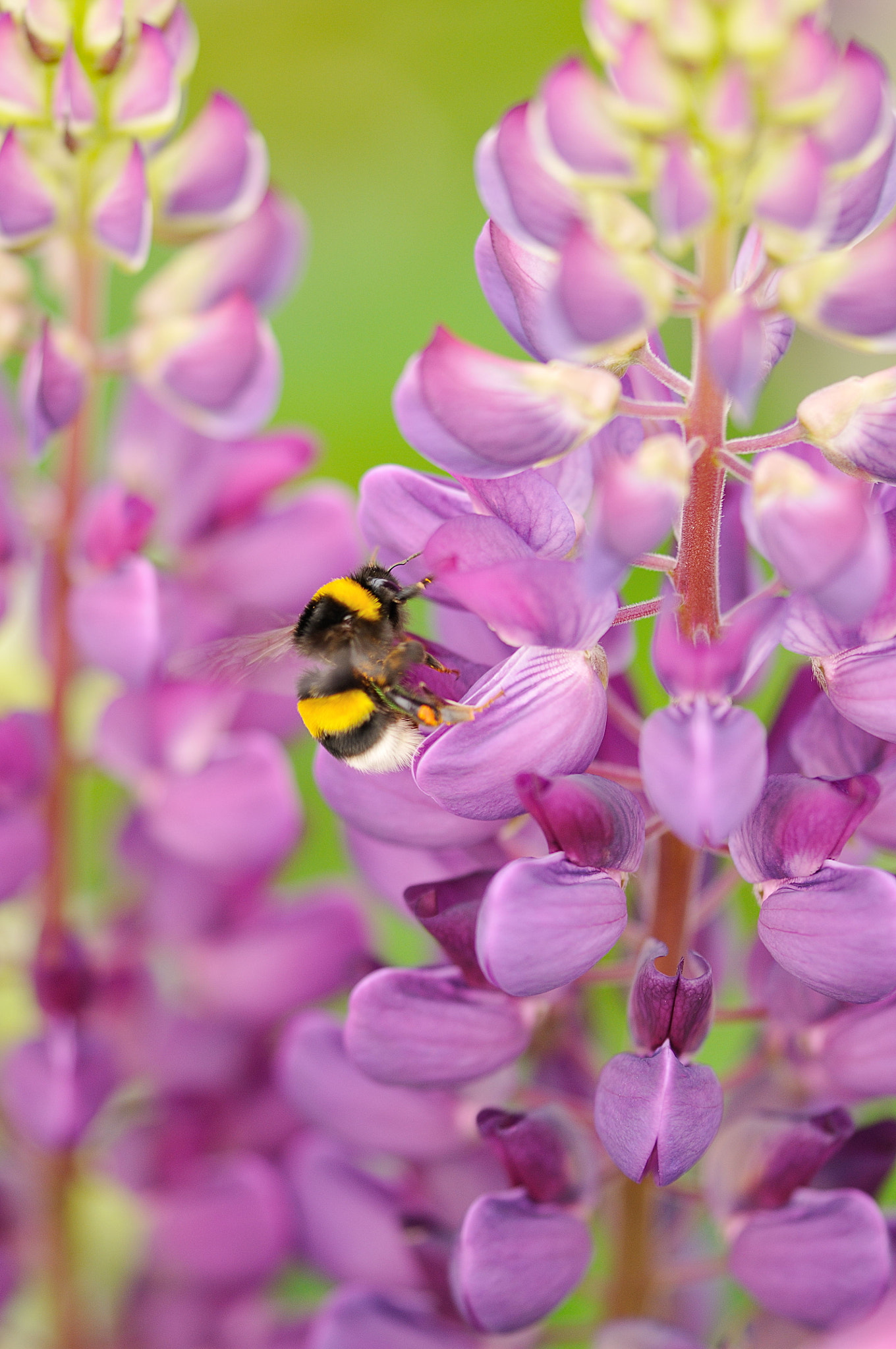 Sigma 105mm F2.8 EX DG OS HSM sample photo. Bee and flower photography