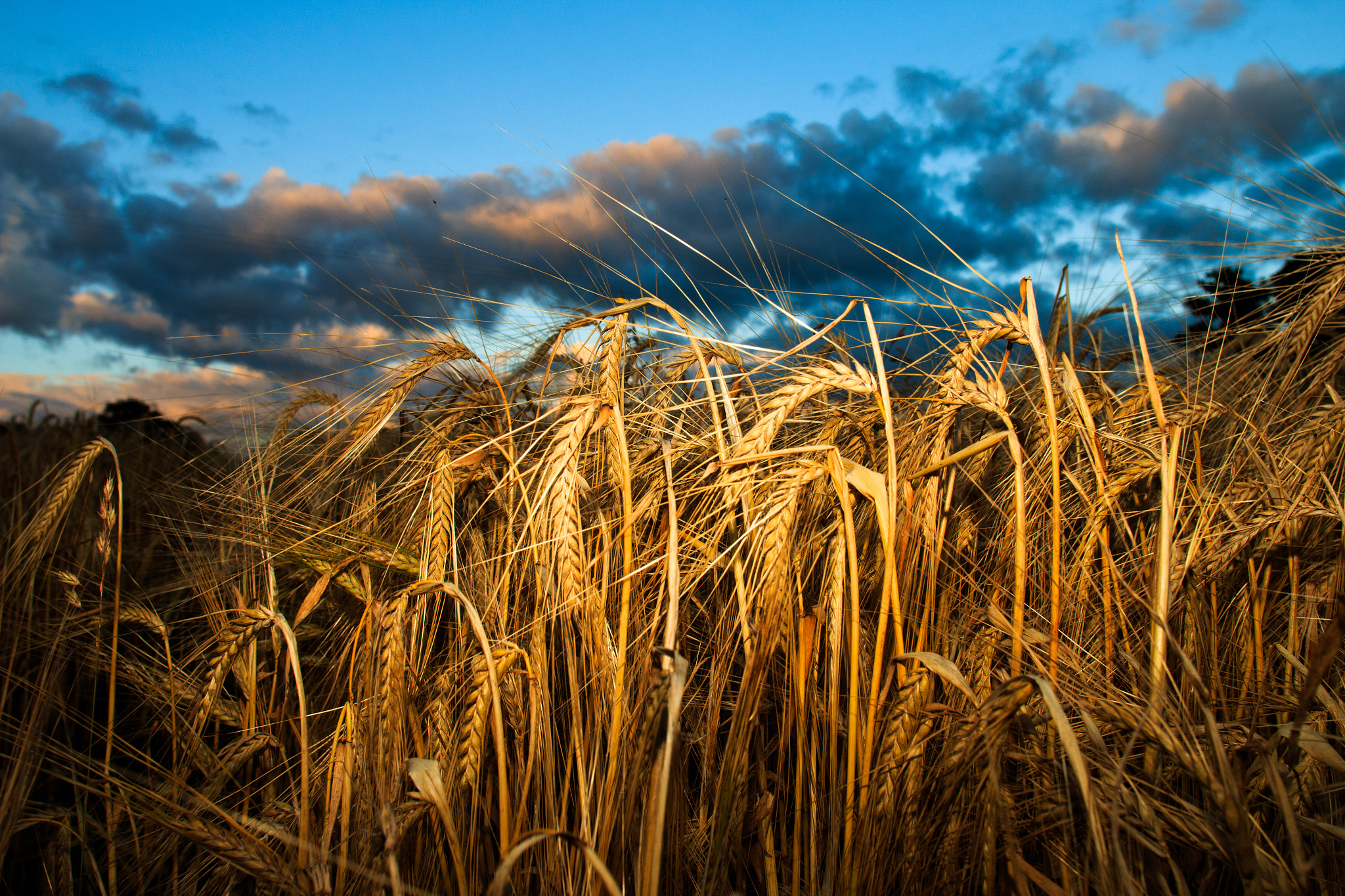 Canon EOS 70D + Canon EF 20mm F2.8 USM sample photo. Fill flash barley photography