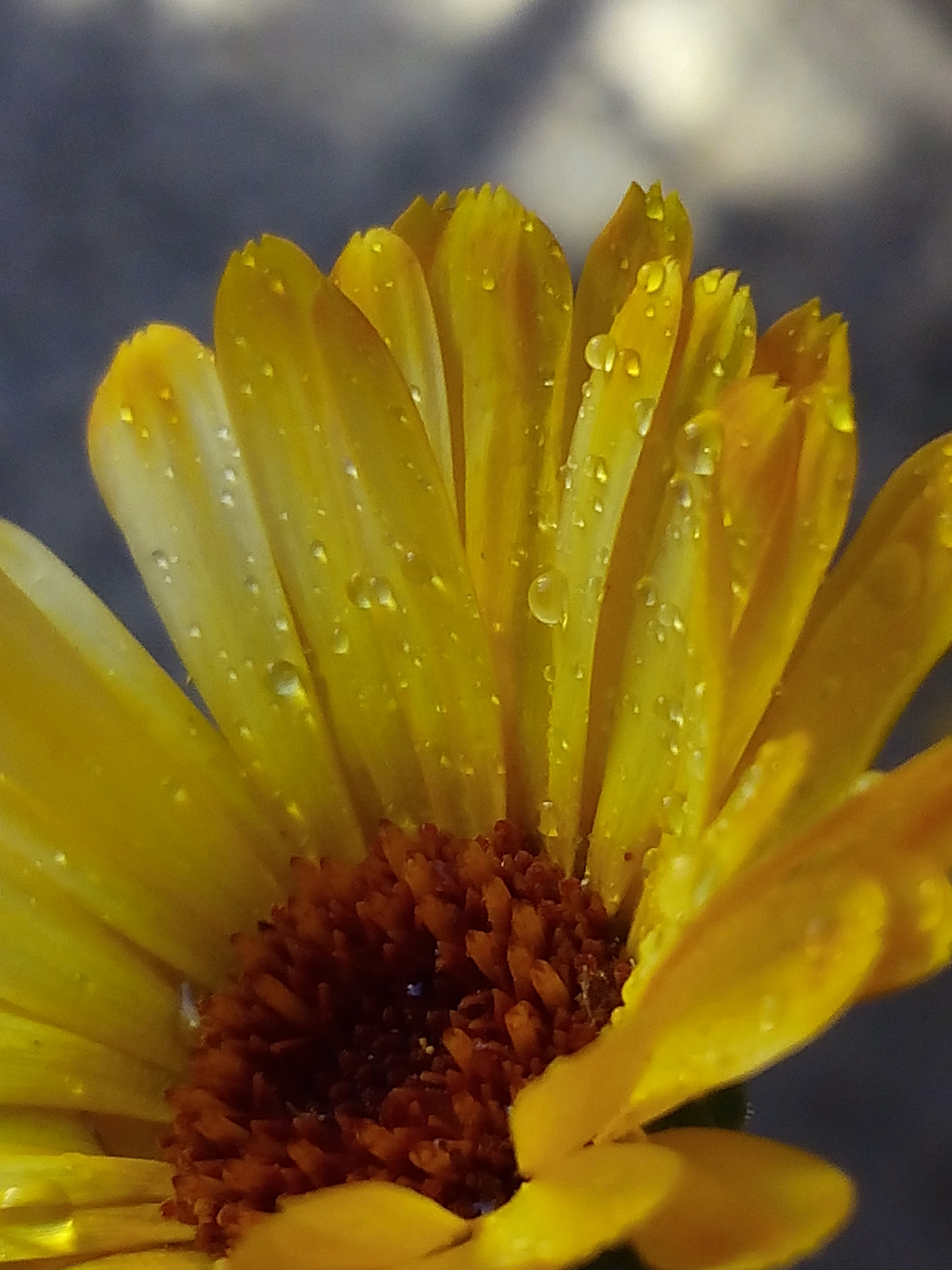 bq Aquaris E5 HD sample photo. Flor photography