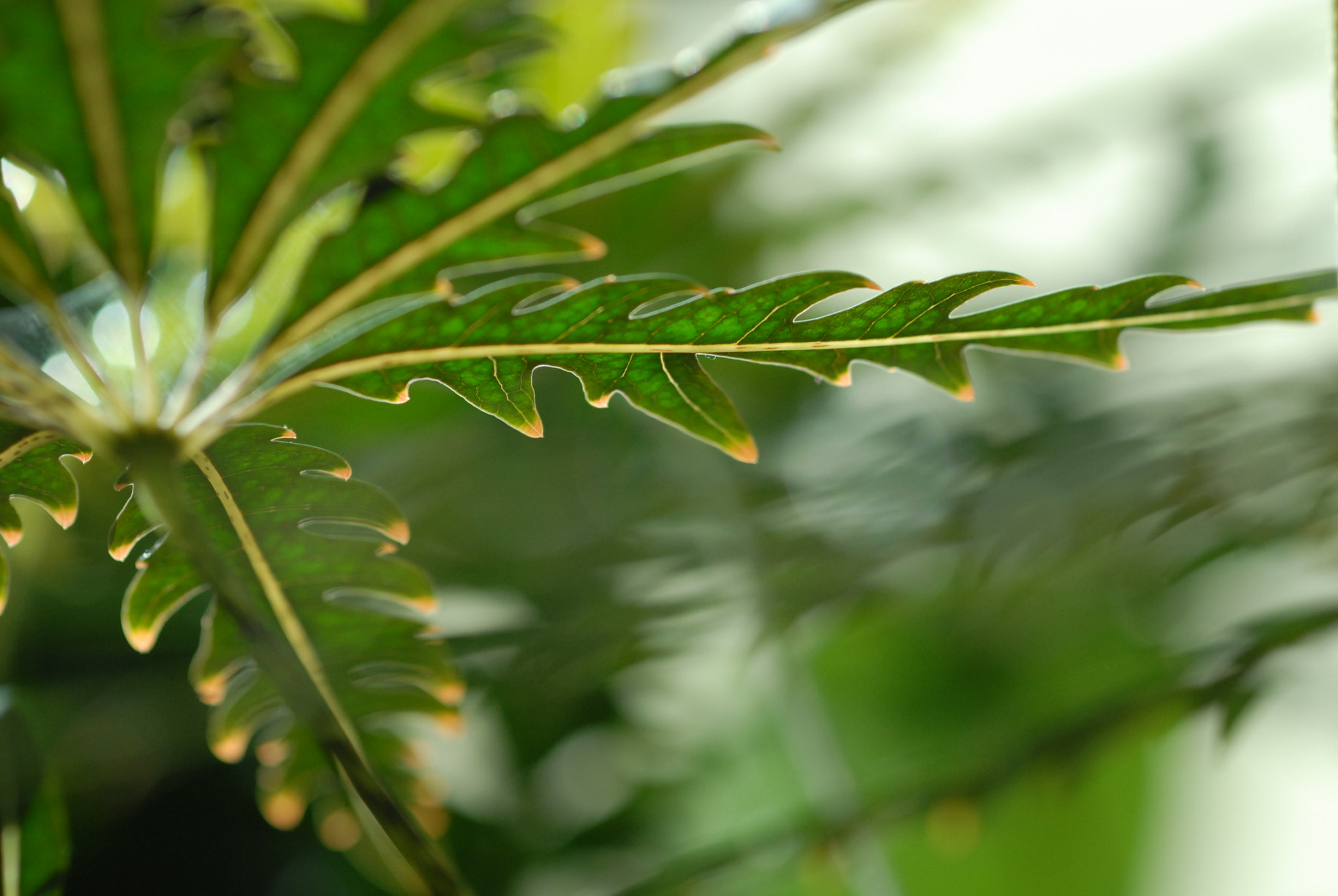 Nikon D200 + Manual Lens No CPU sample photo. Green leaves photography