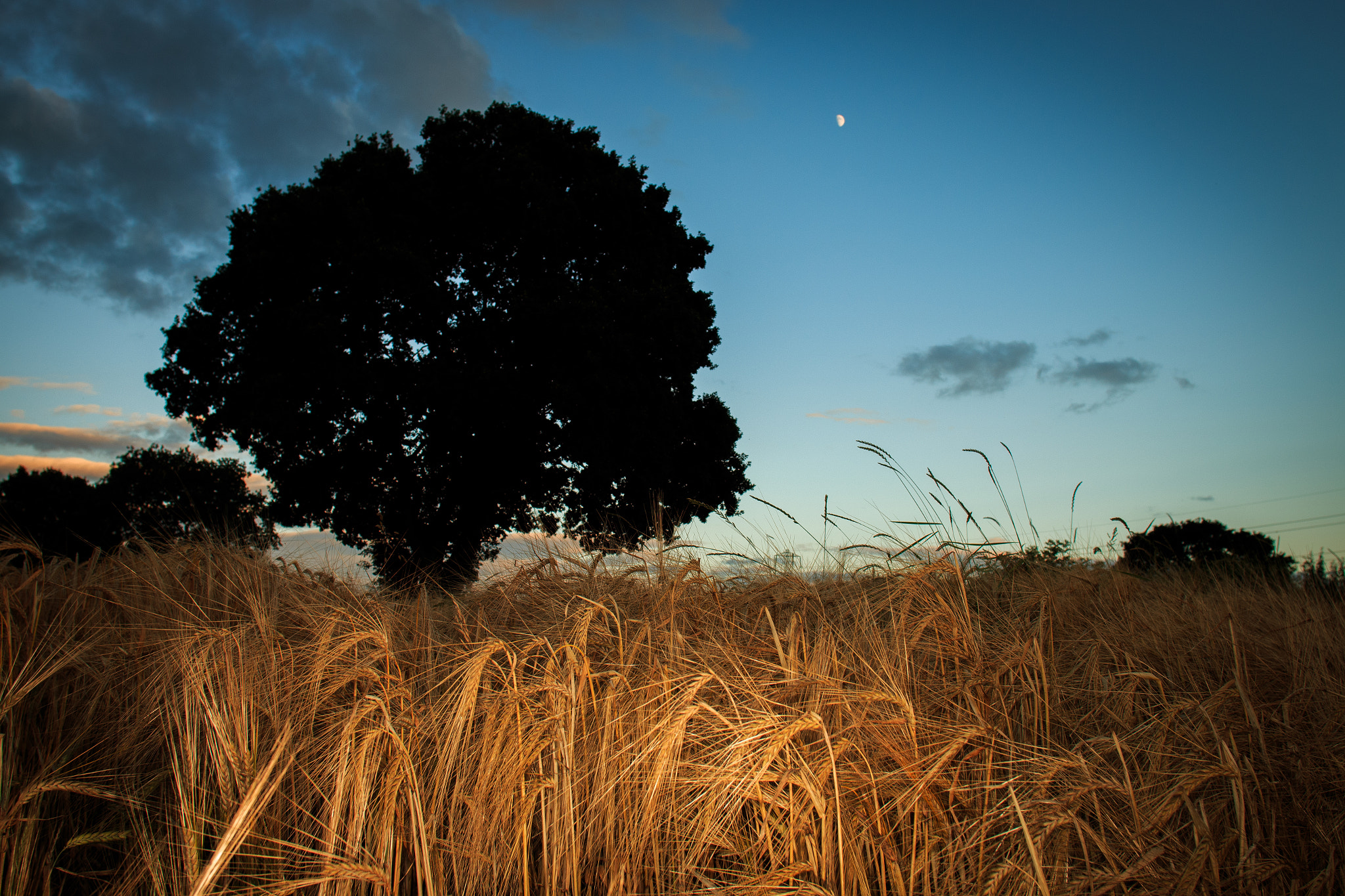 Canon EF 20mm F2.8 USM sample photo. Dusk in barley field photography
