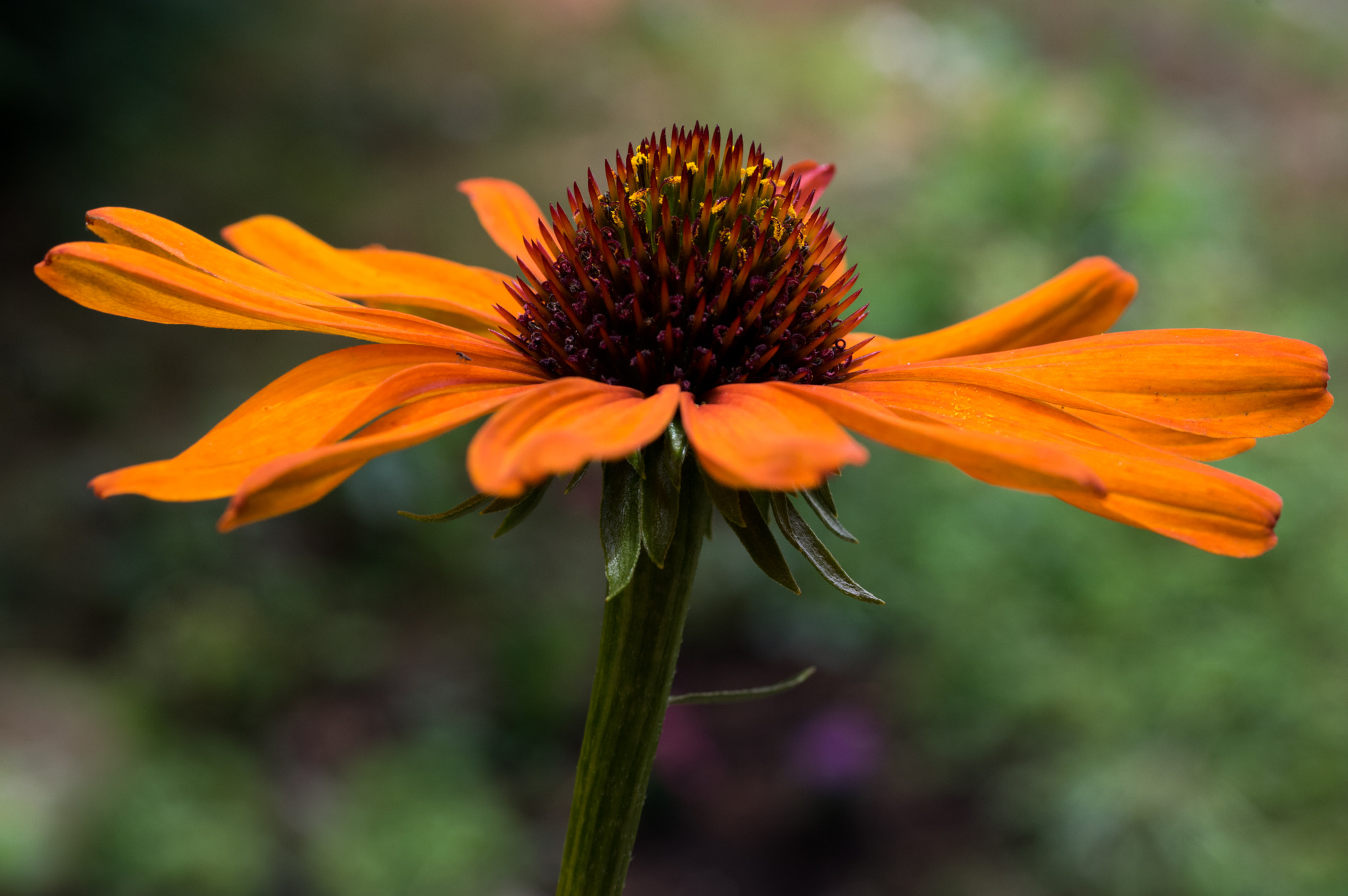 smc PENTAX-FA Macro 50mm F2.8 sample photo. Echinacea photography