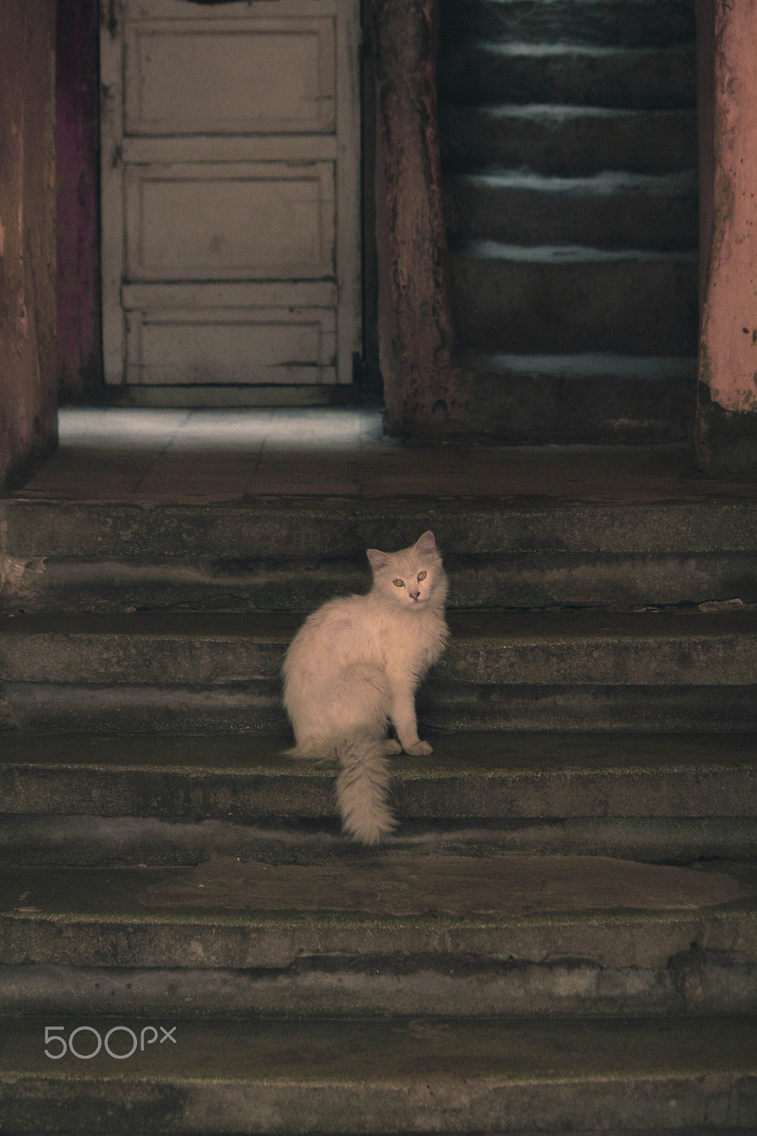 Canon EF-S 55-250mm F4-5.6 IS sample photo. Cat portrait photography