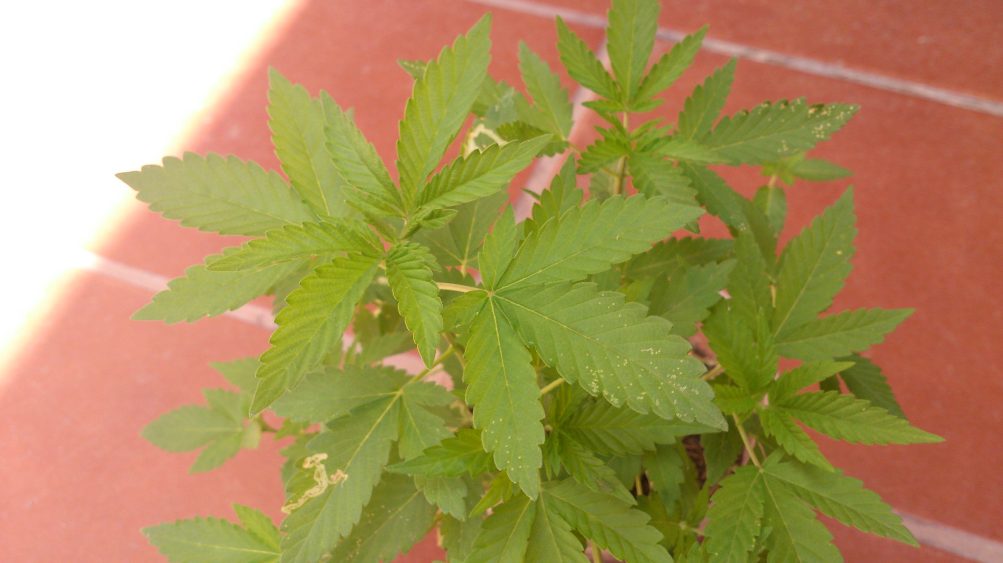 Sony Xperia T sample photo